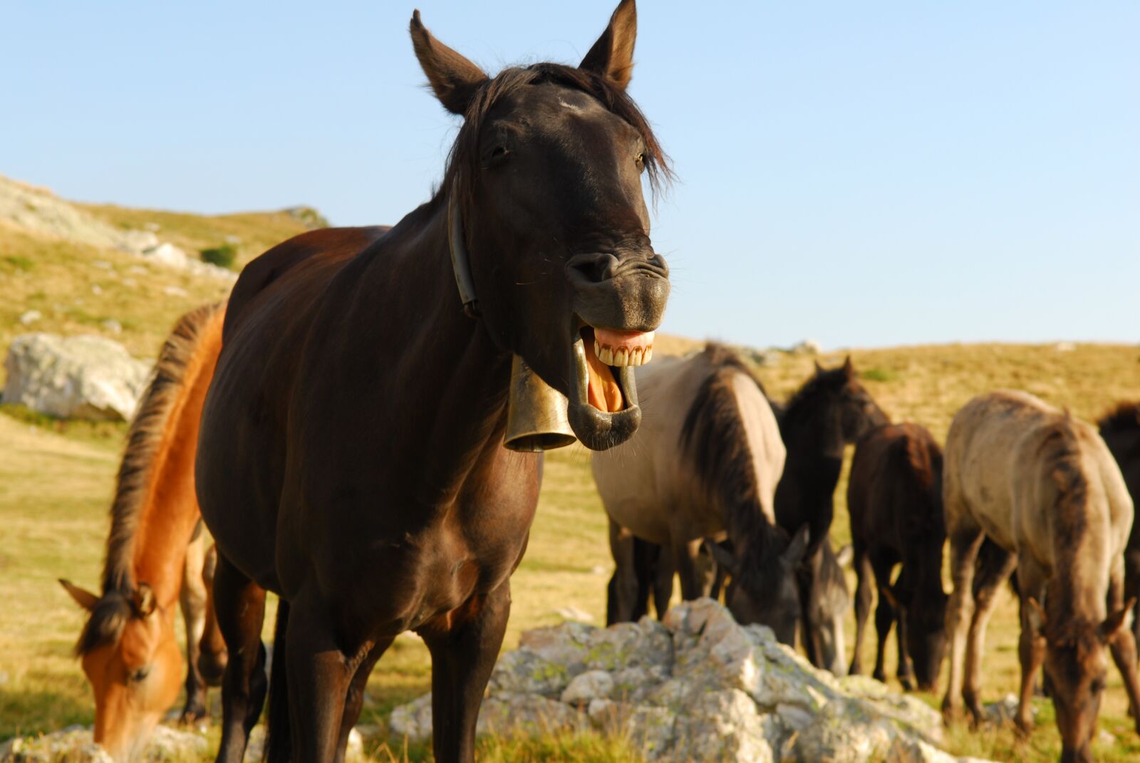 Nikon D200 sample photo. Horse, laughing horse, funny photography