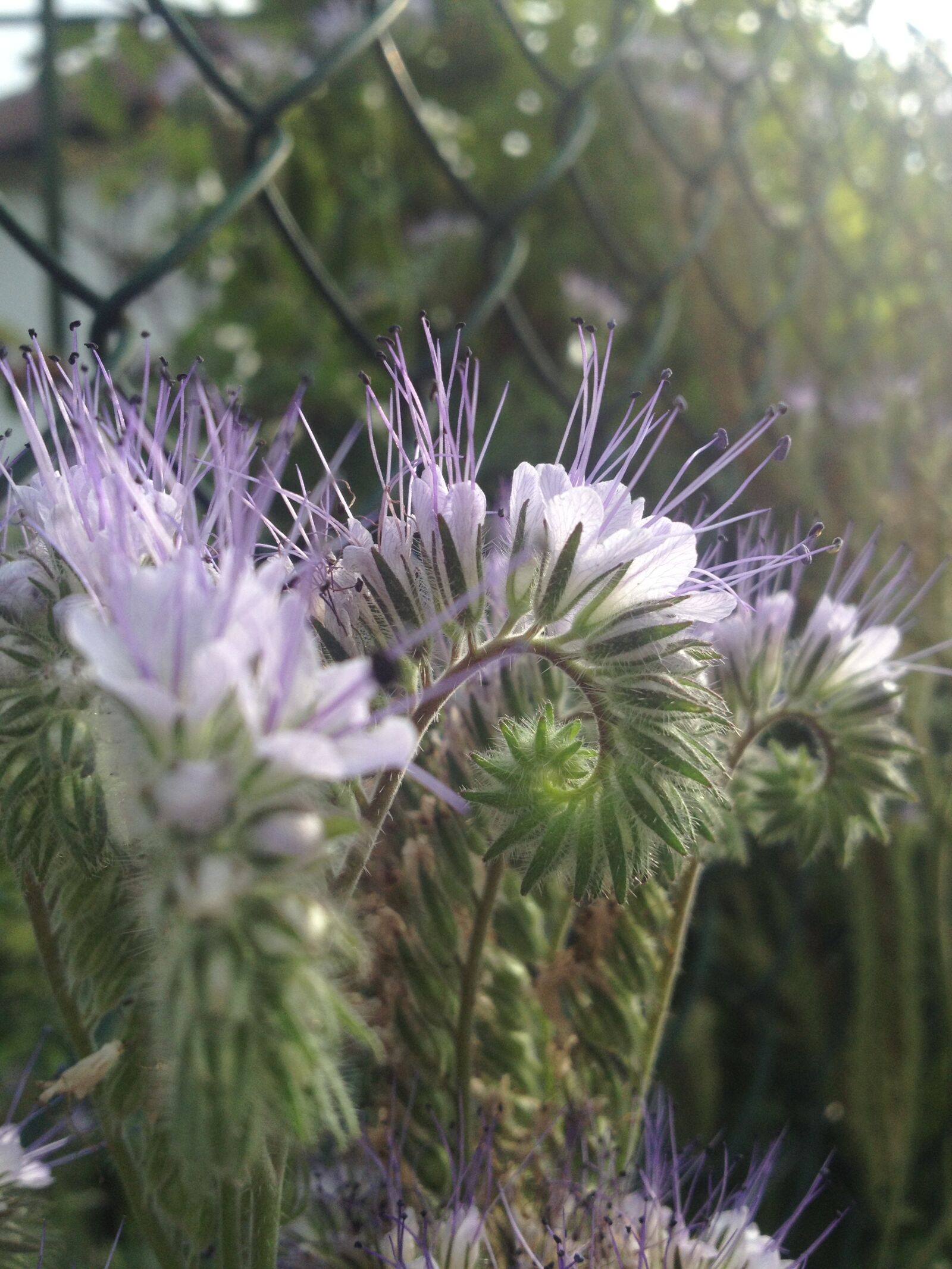 Apple iPhone 4S sample photo. Flower, purple, filigree photography