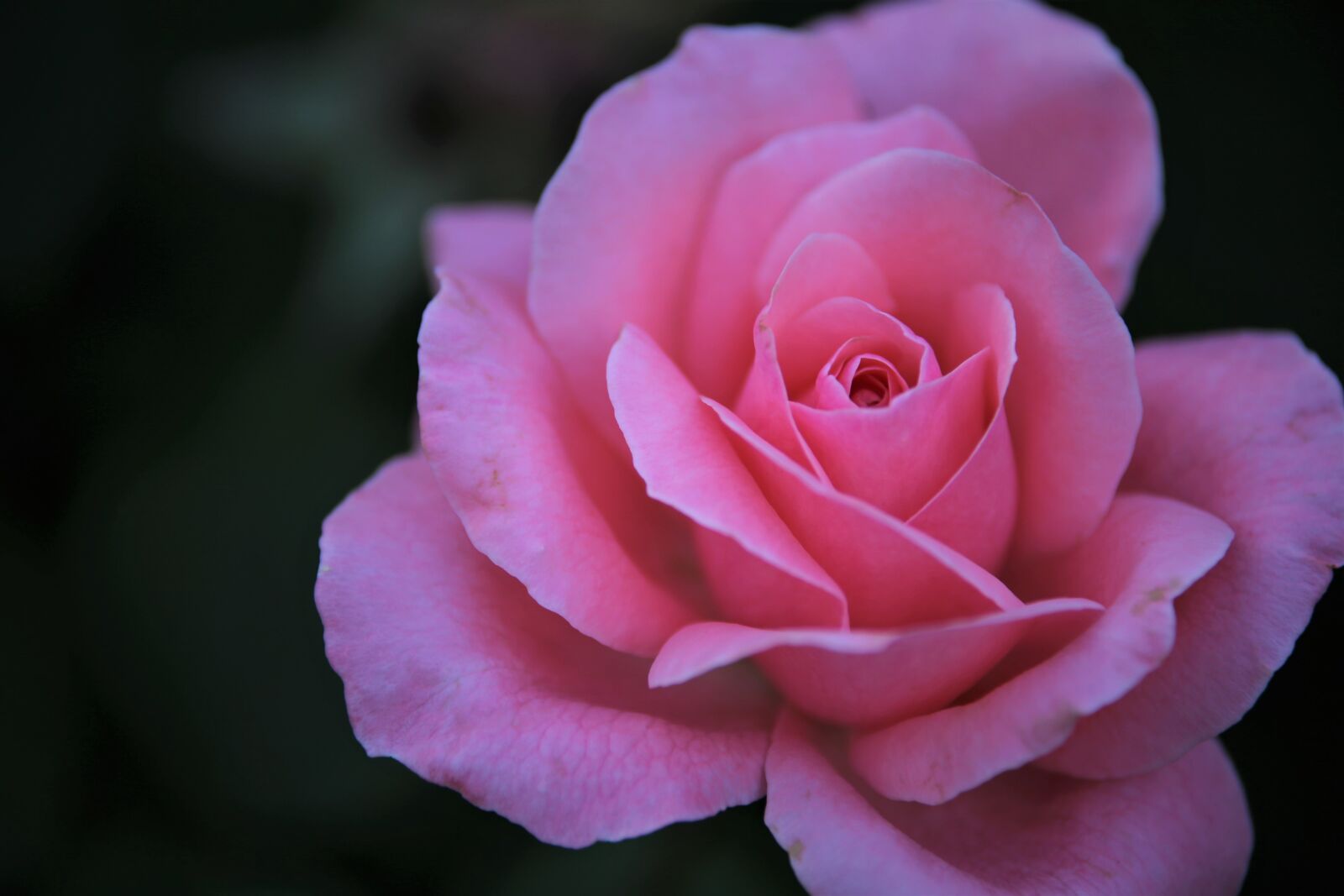 Canon EOS 6D sample photo. Rose, pink rose, flower photography