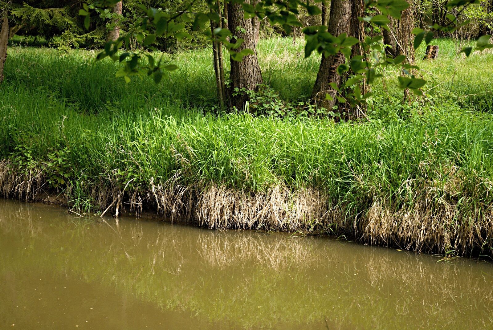 Nikon D80 sample photo. Joist, reflection, southern photography