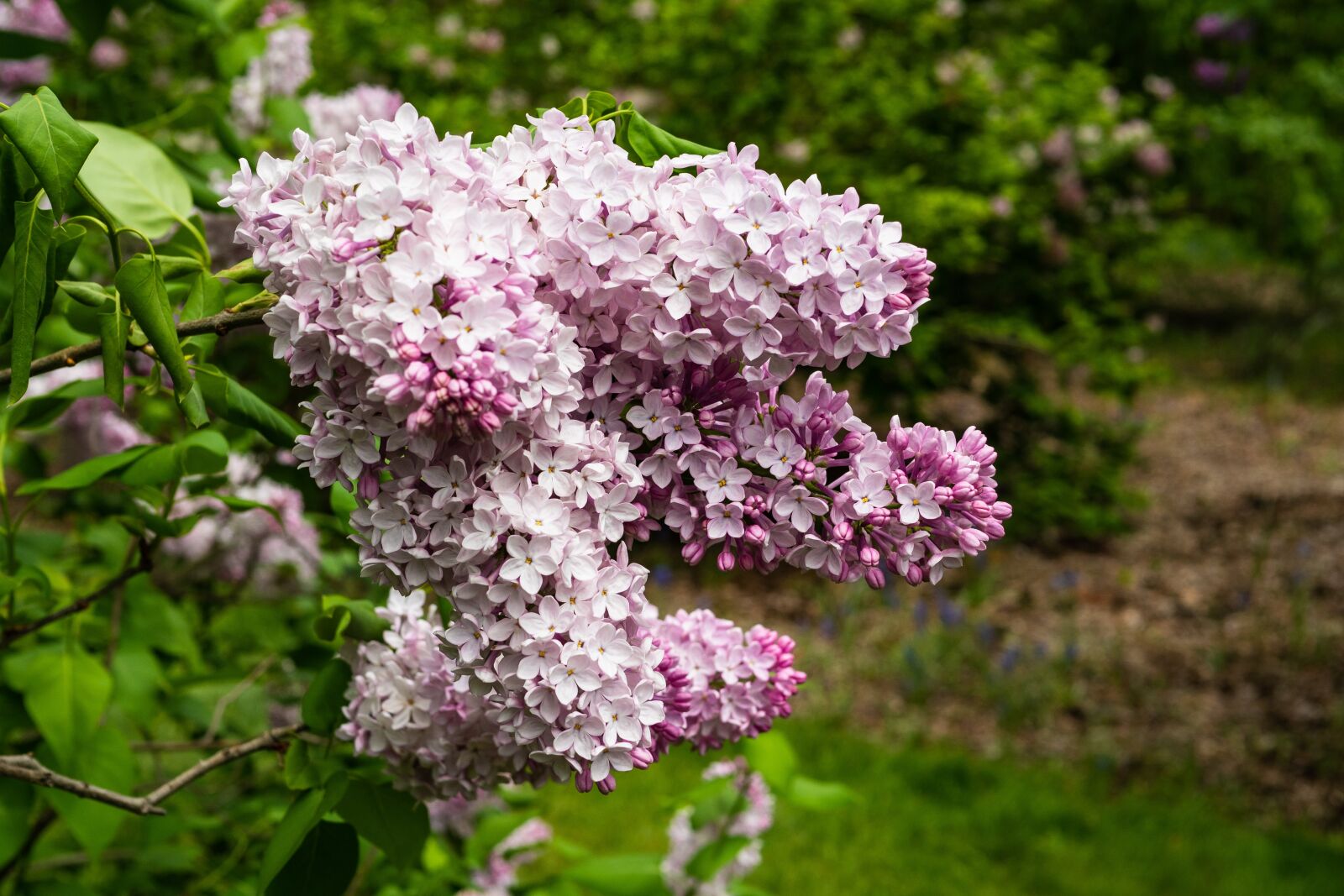 Panasonic Leica DG Summilux 25mm F1.4 II ASPH sample photo. Lilac, flower, blossom photography