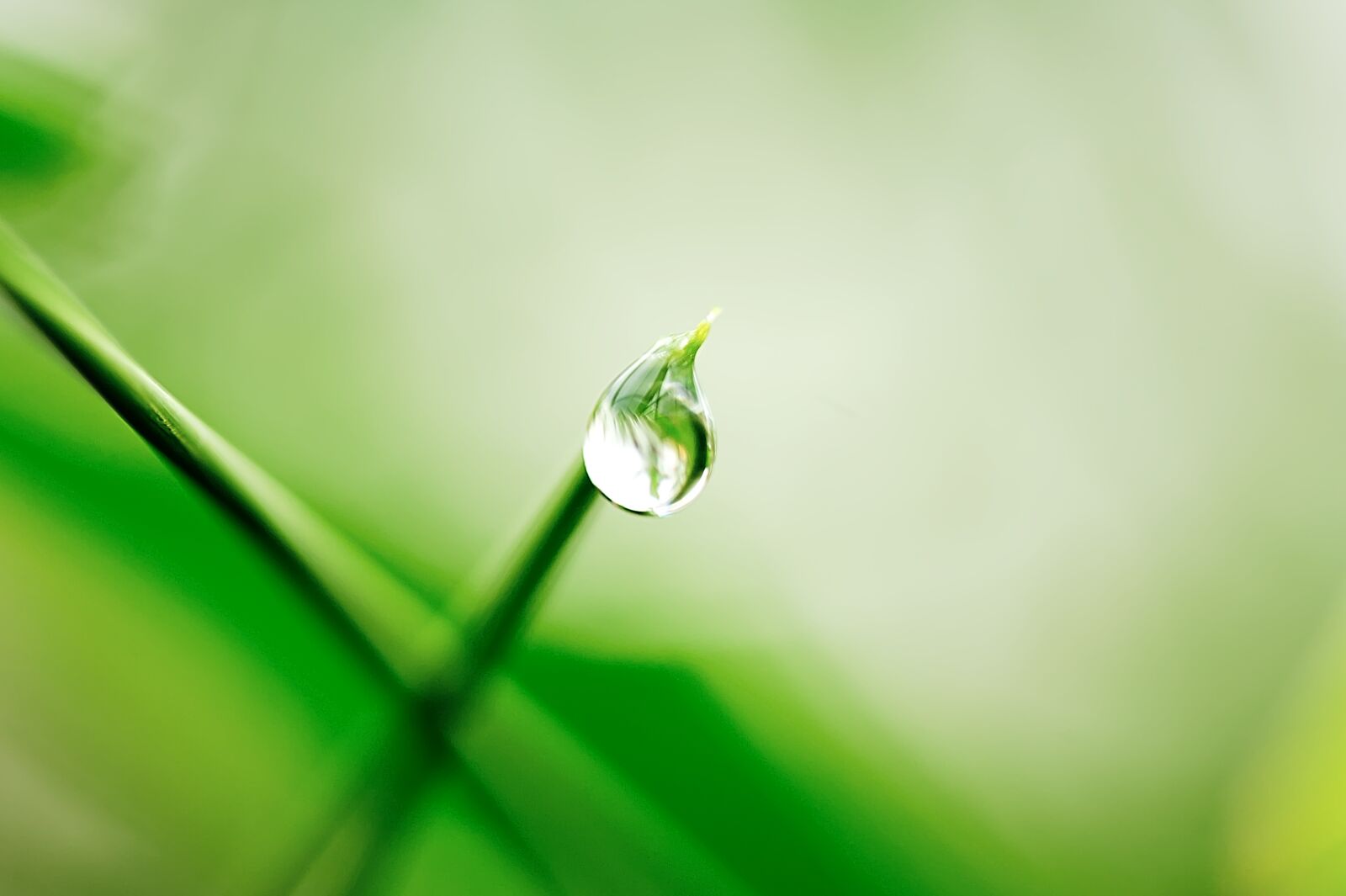 Canon EOS 450D (EOS Rebel XSi / EOS Kiss X2) sample photo. Drip, leaf, nature photography