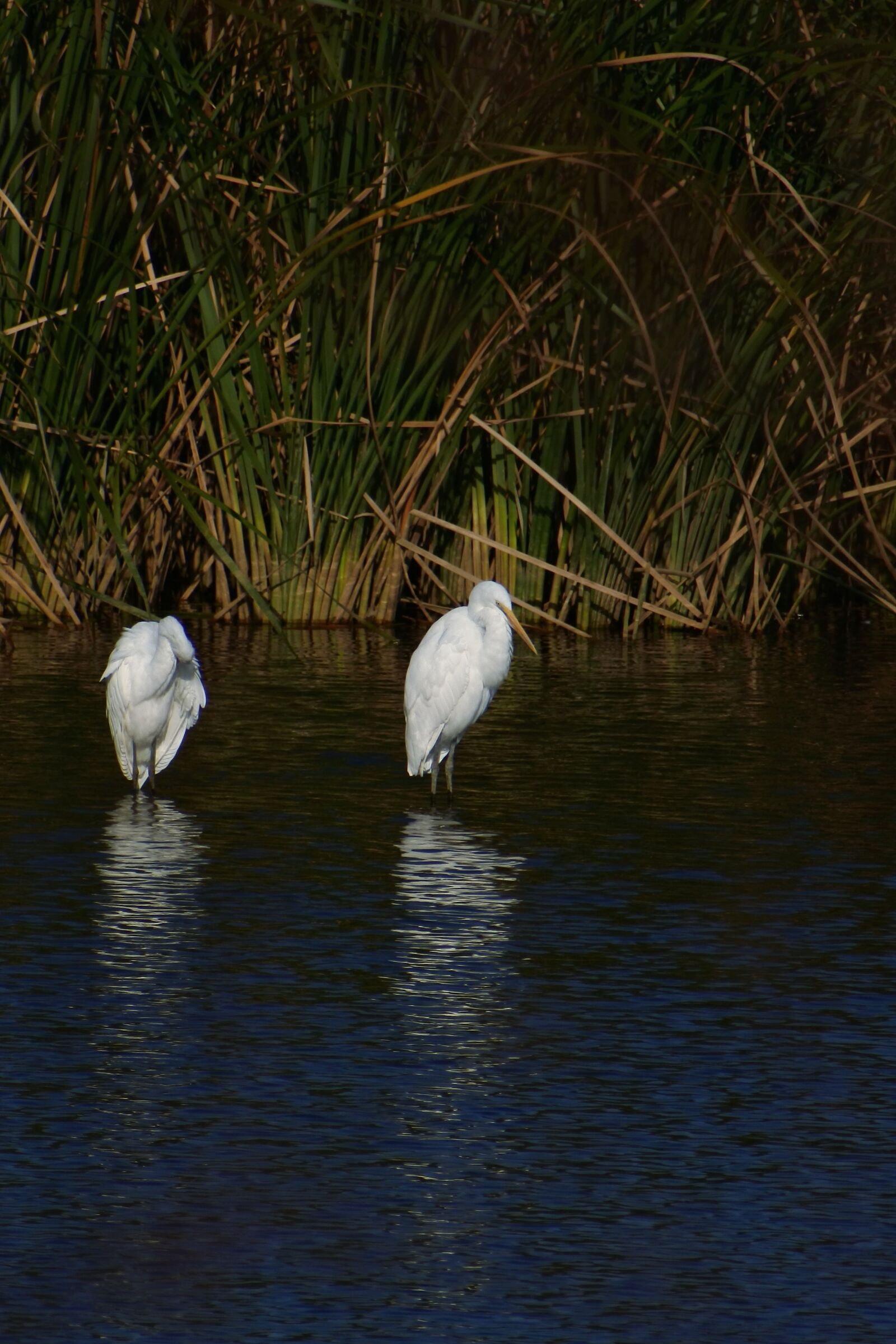 VR 70-300mm f/4.5-6.3G sample photo. Animal, river, waterside photography