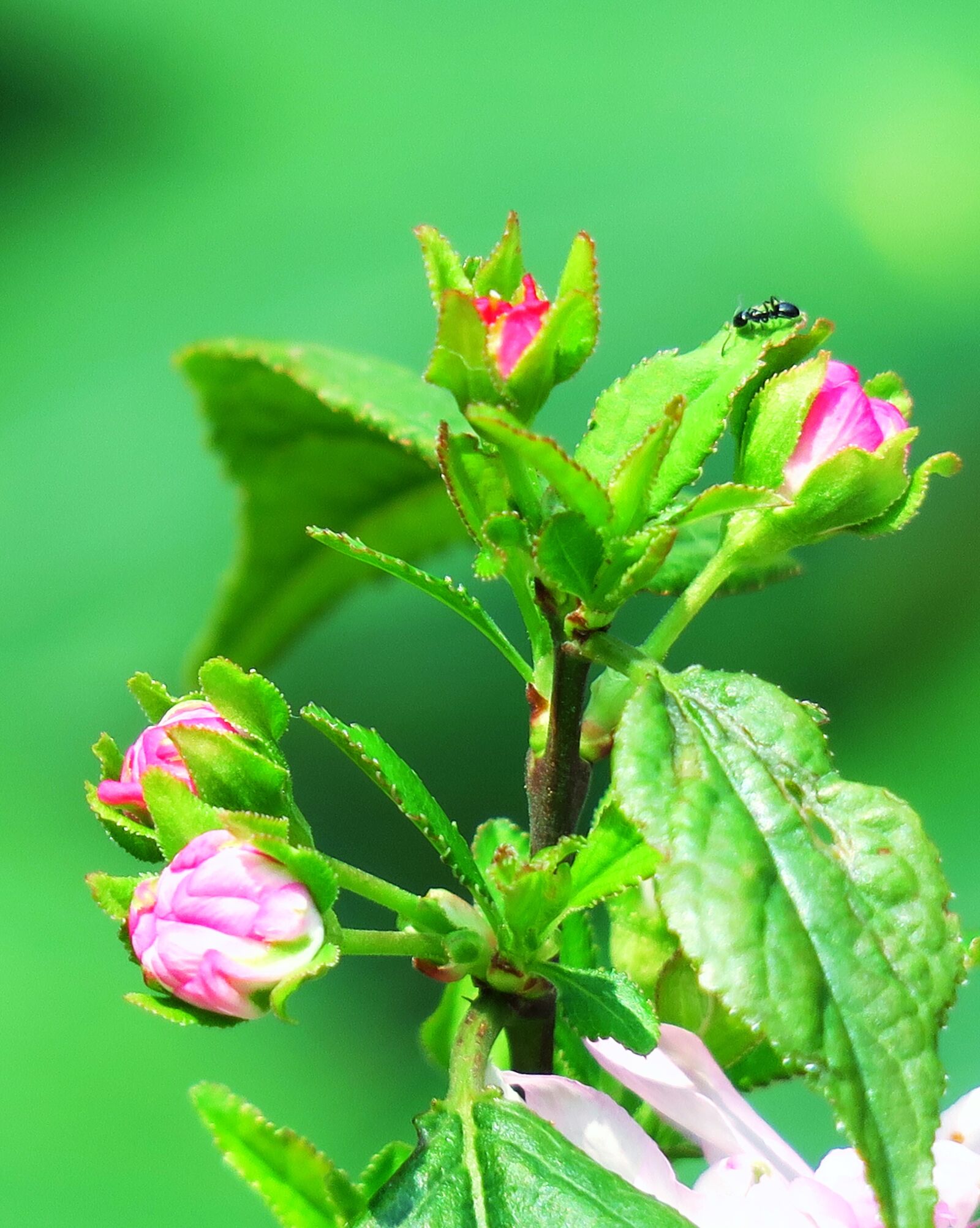 Canon PowerShot G3 X sample photo. Nature, flower, leaf photography