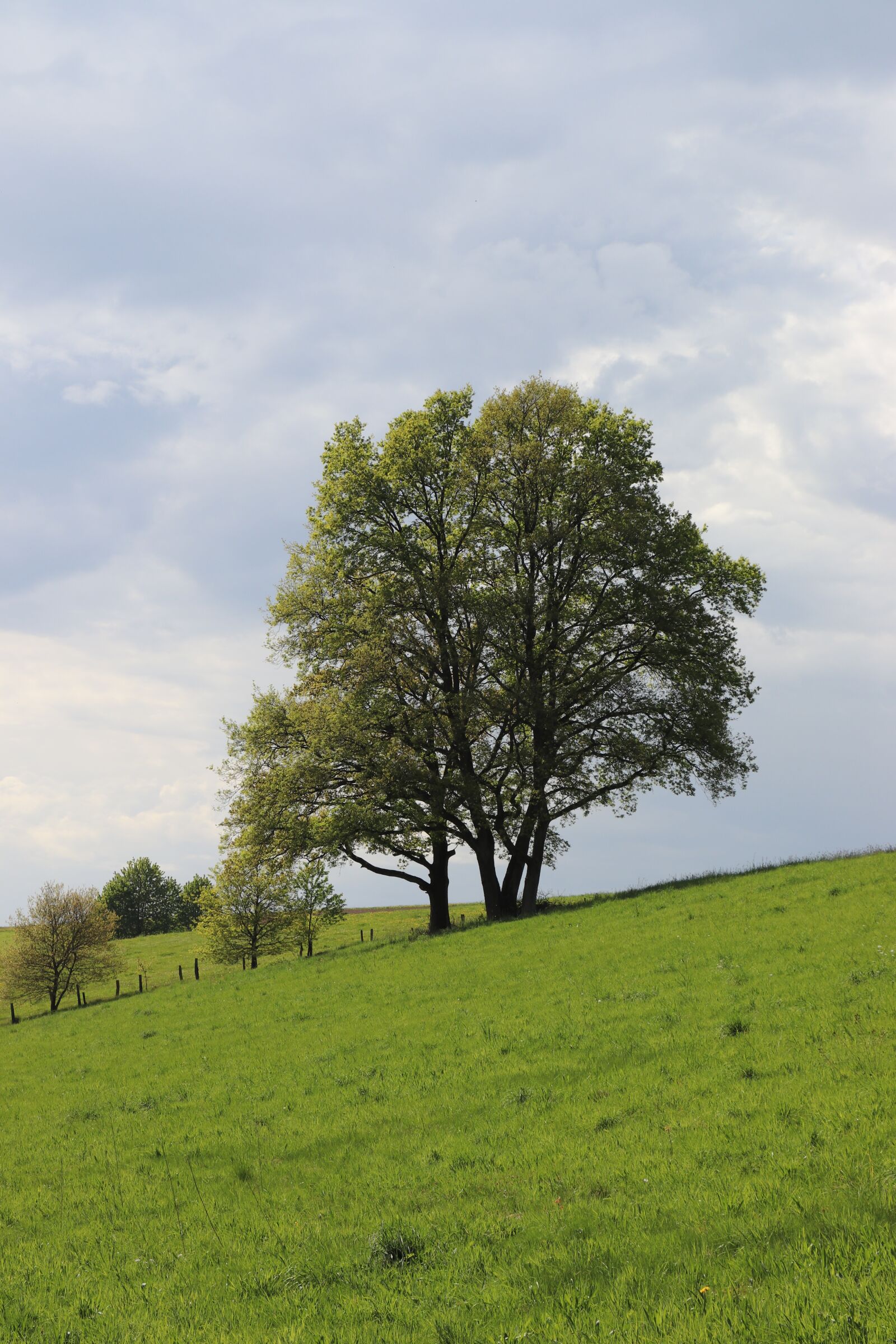 Canon EOS 200D (EOS Rebel SL2 / EOS Kiss X9) sample photo. Nature, landscape, tree photography