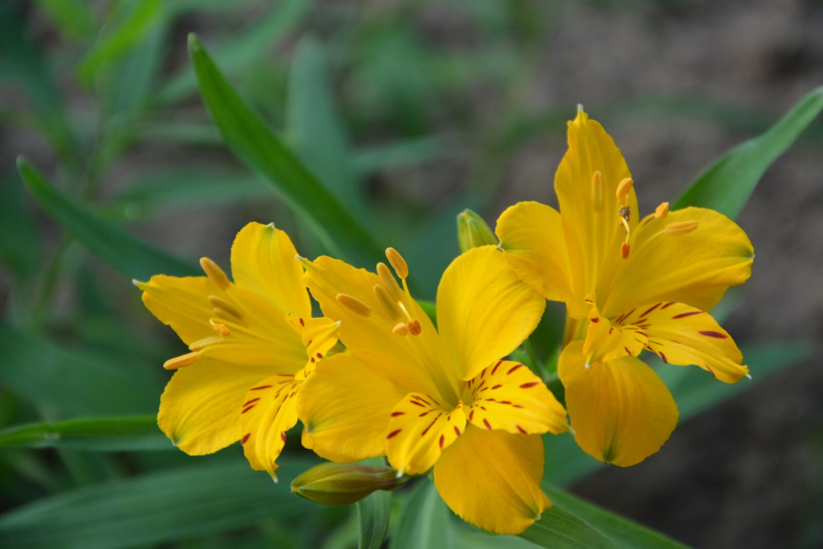 Nikon D5200 sample photo. Flowers, yellow, petals photography