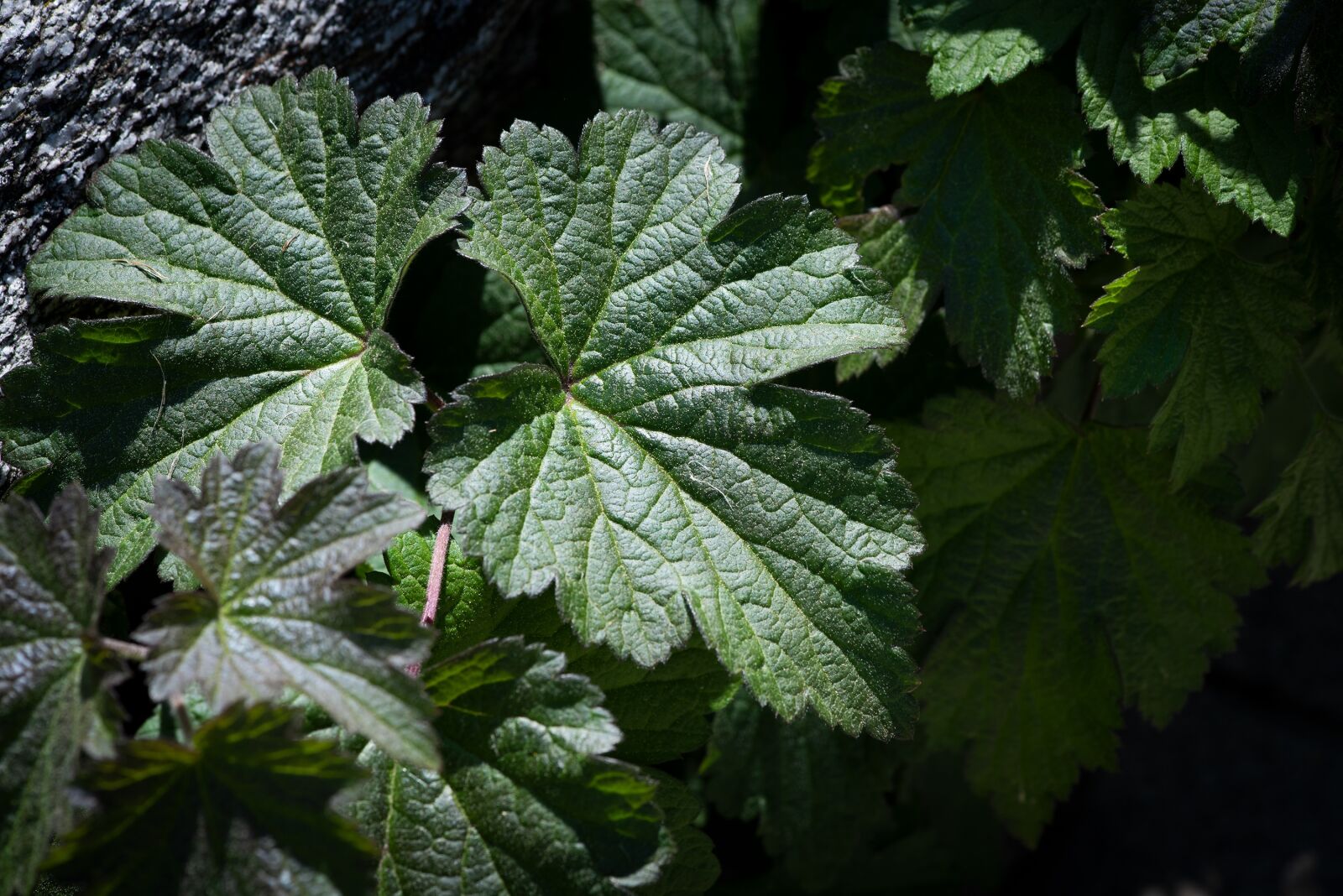 Nikon D750 sample photo. Leaves, green, anemone photography