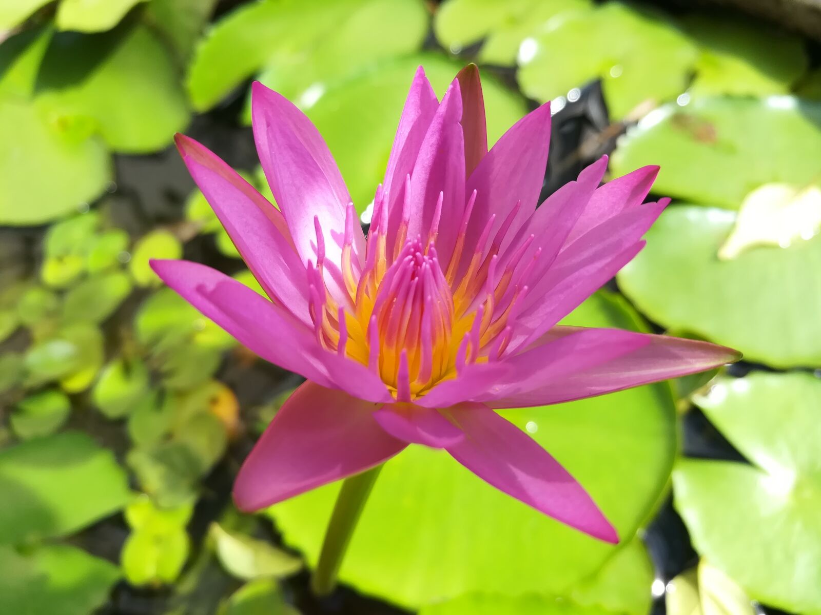 HUAWEI GR5 2017 sample photo. Lotus, lotus basin, flowers photography