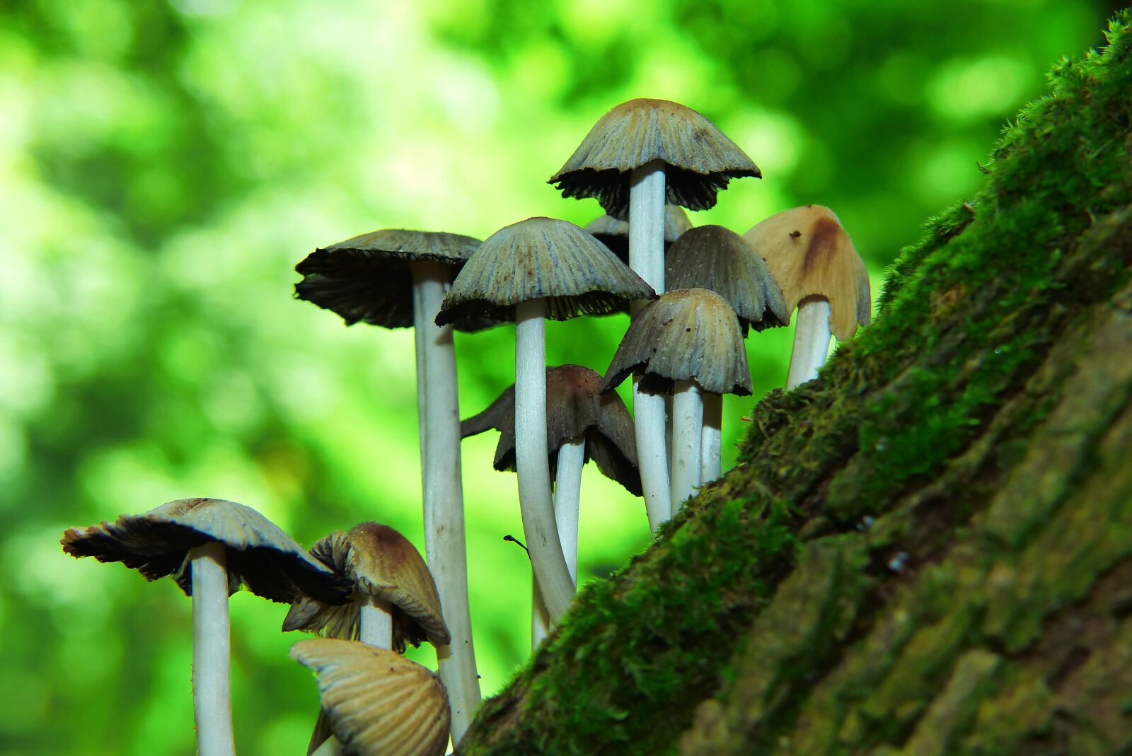 Panasonic Lumix DMC-FZ200 sample photo. Mushrooms, hats, drzon mushroom photography