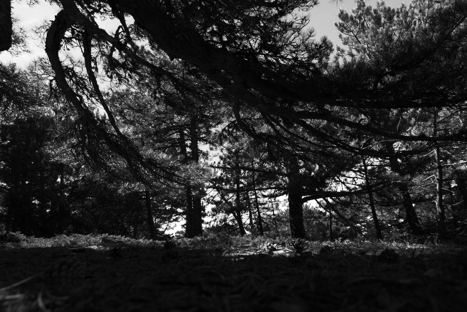 Panasonic DC-LX100M2 sample photo
