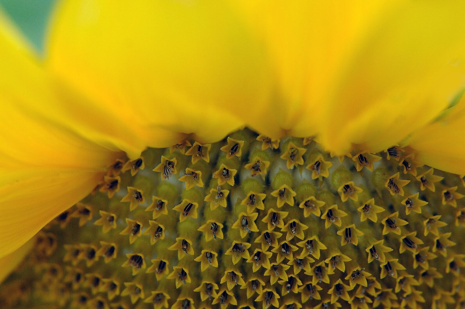 Nikon D2X sample photo. Sunflower, seeds, petal photography