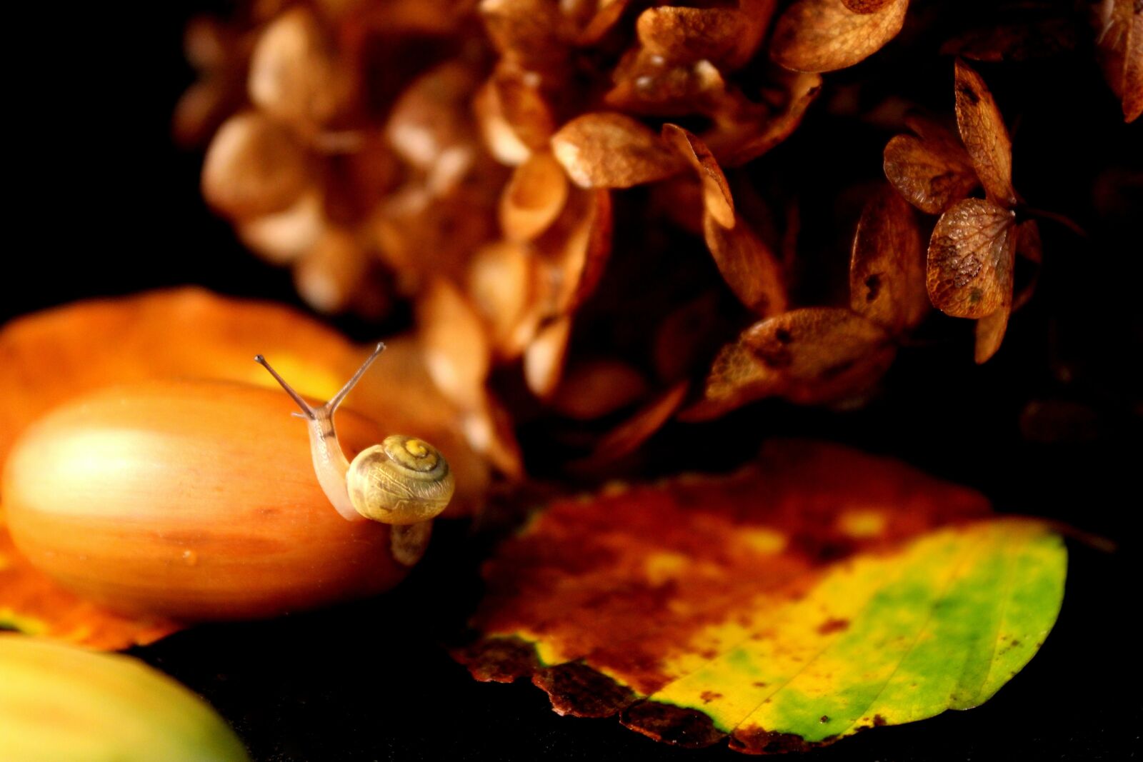 Canon EOS 1300D (EOS Rebel T6 / EOS Kiss X80) sample photo. Snail, baby snail, autumn photography