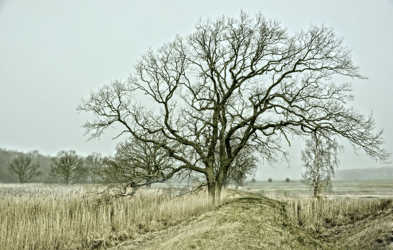 Nikon D3200 sample photo. Wintry, tree, field photography
