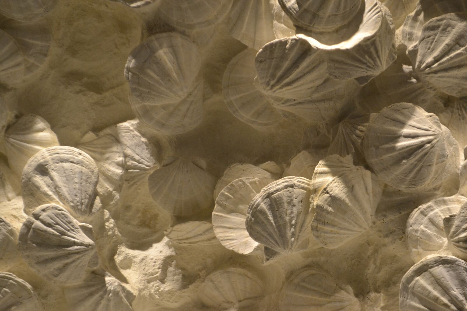 Nikon D3100 sample photo. Creation, seashells, artistic photography