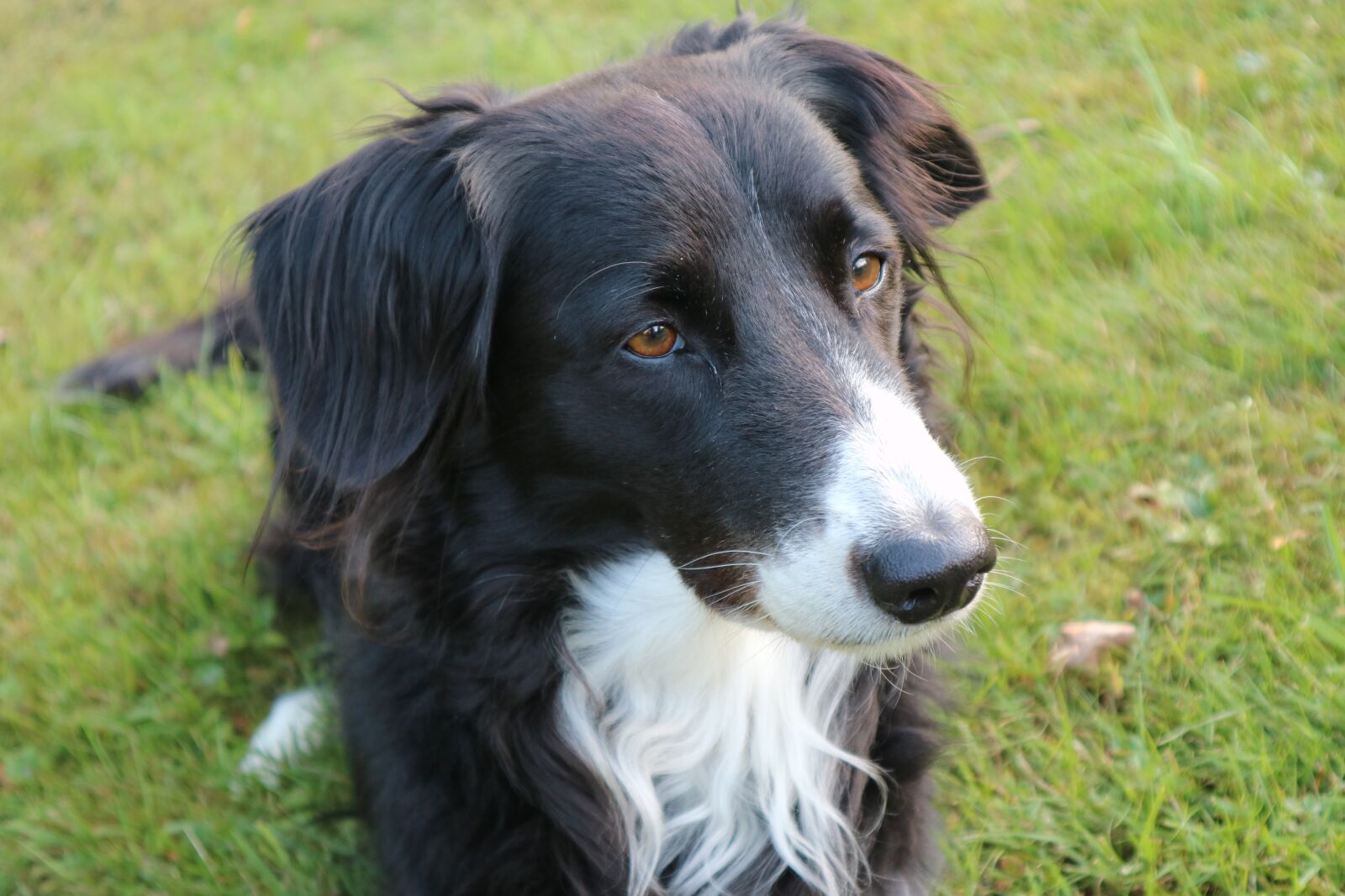 Canon EOS M3 + Canon EF-M 15-45mm F3.5-6.3 IS STM sample photo. Border collie, dog, british photography