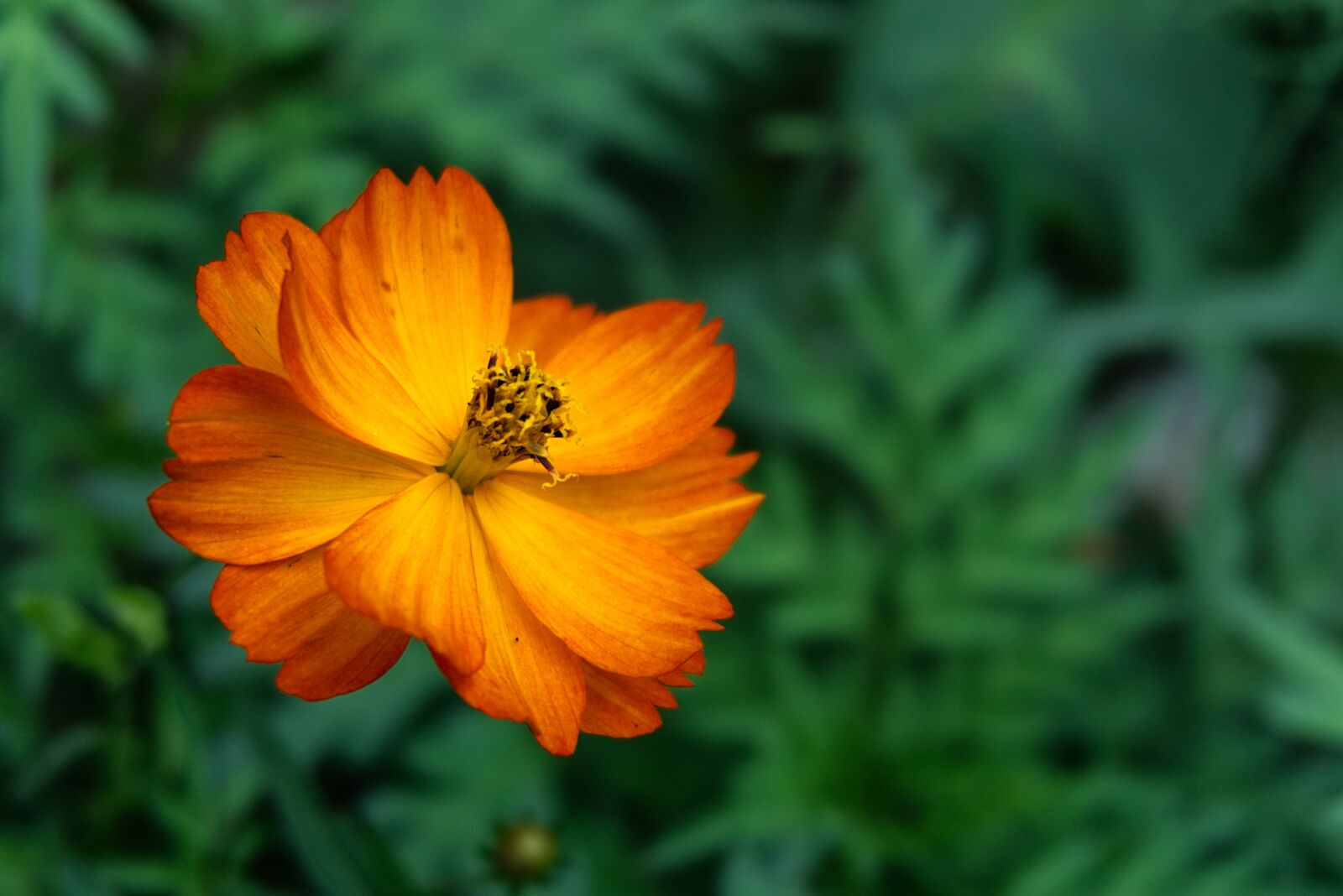 Sony a6000 sample photo. Flower, chrysanthemum, edible photography