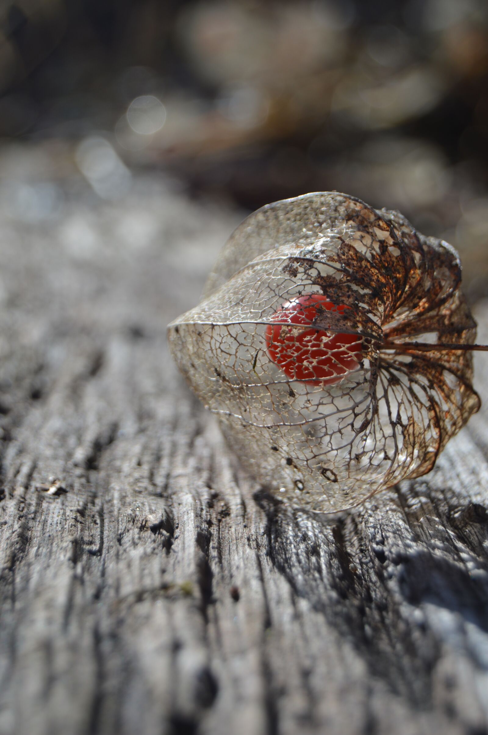 Nikon D3200 sample photo. Lampions, garden, plank photography