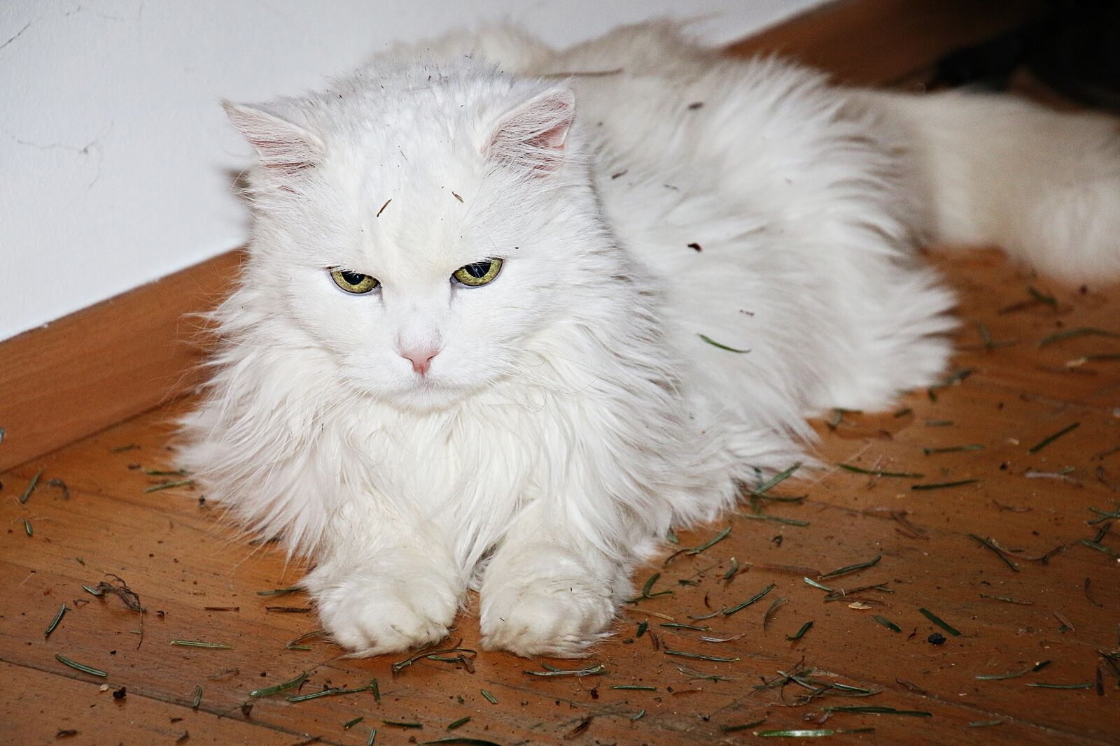 Canon EOS 70D sample photo. Animal, pet, cat photography