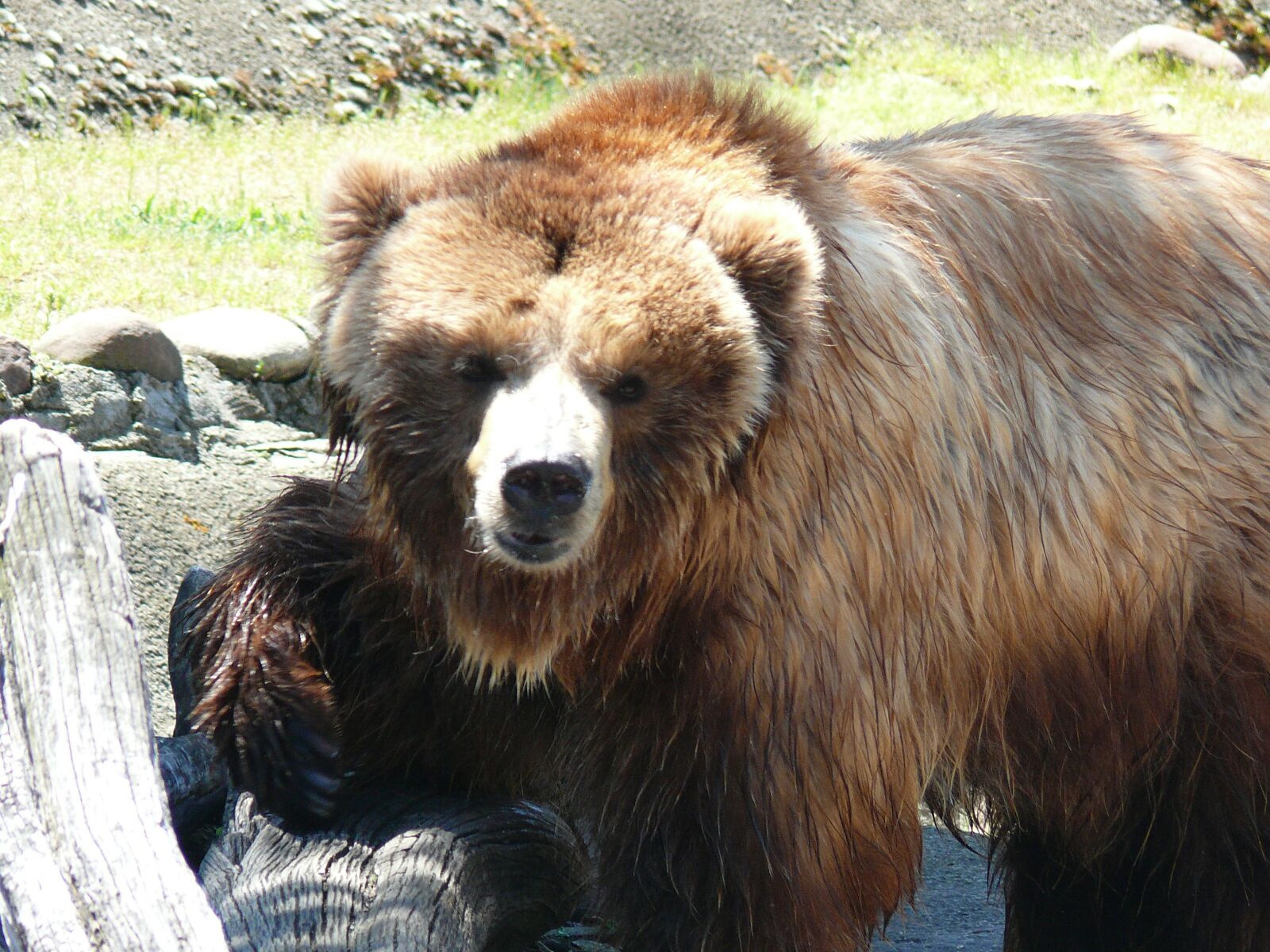 Panasonic DMC-FZ50 sample photo. Brown bear, sofia zoo photography