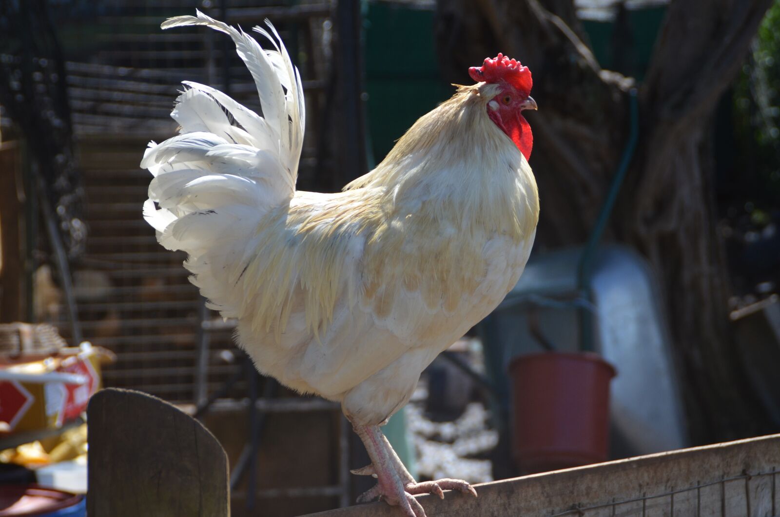 Nikon D7000 sample photo. Chicken, animal, farm photography