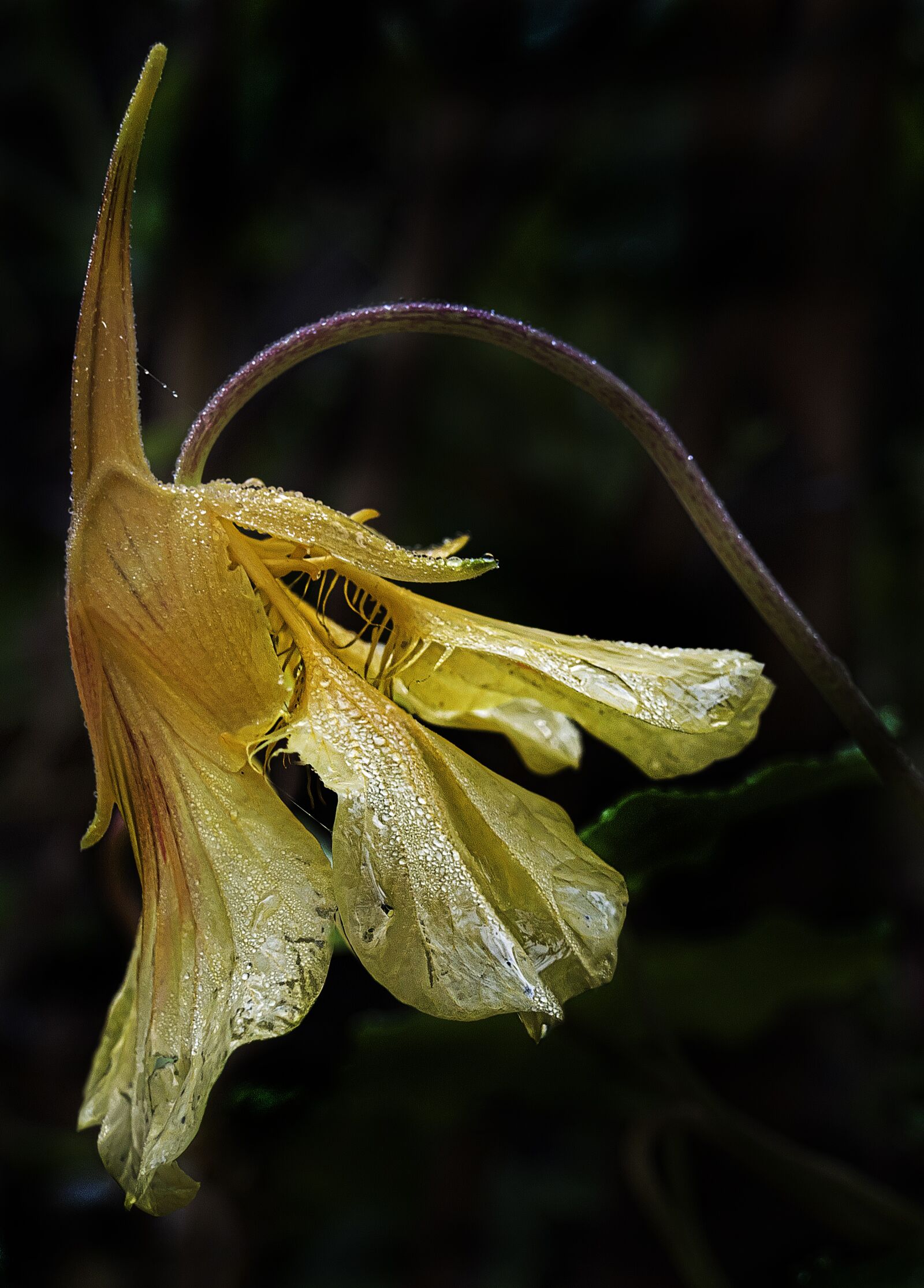 Panasonic Lumix DMC-FZ1000 sample photo. Columbine, blossom, bloom photography