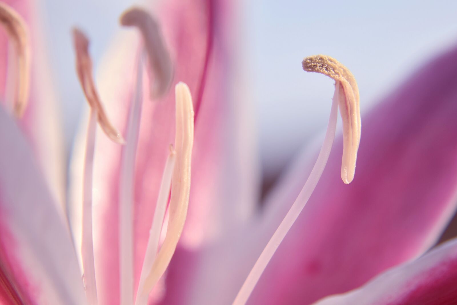 Nikon D5300 sample photo. Flower, lily, macro photography
