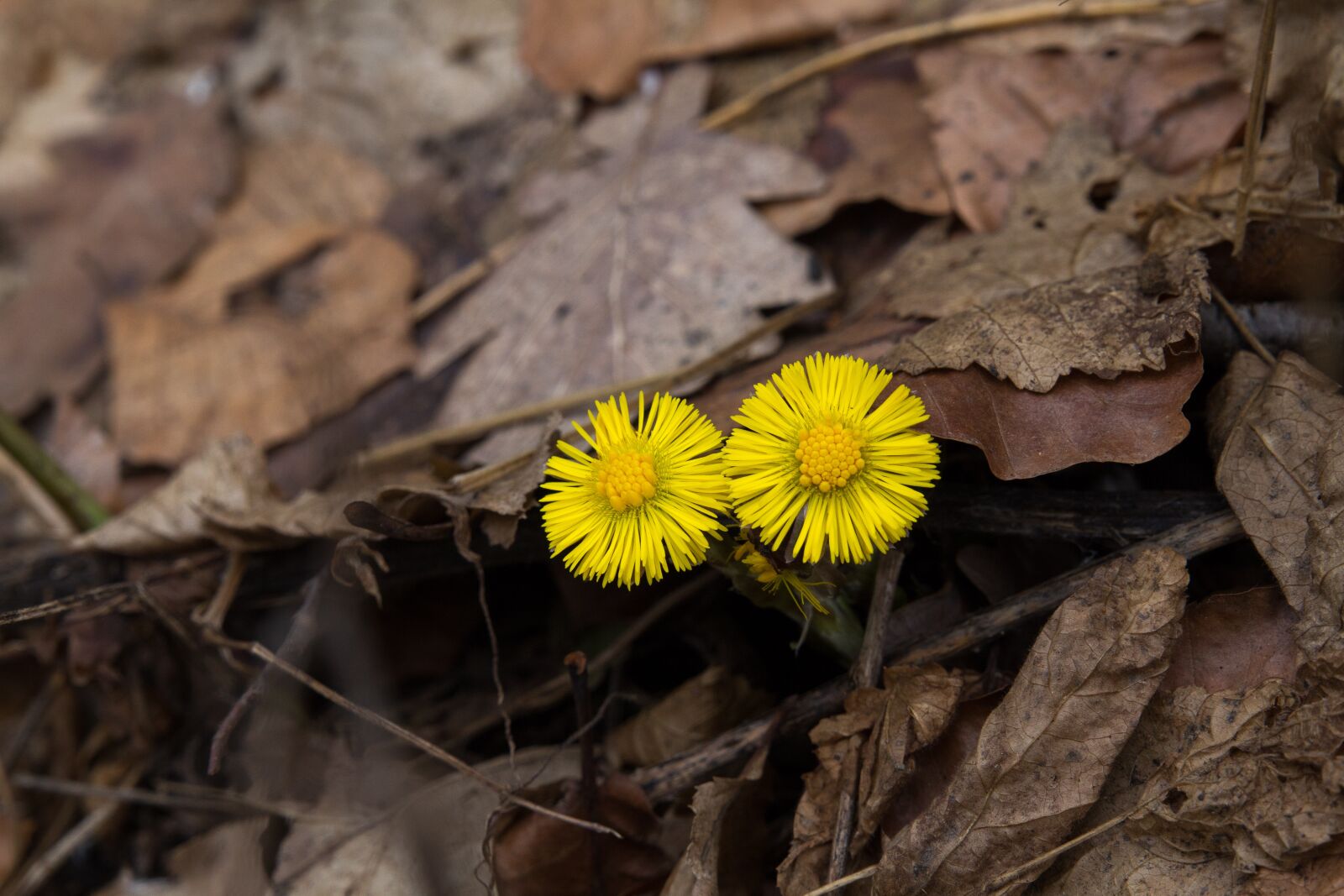 Canon EOS 60D sample photo. Nature, plant, leaf photography