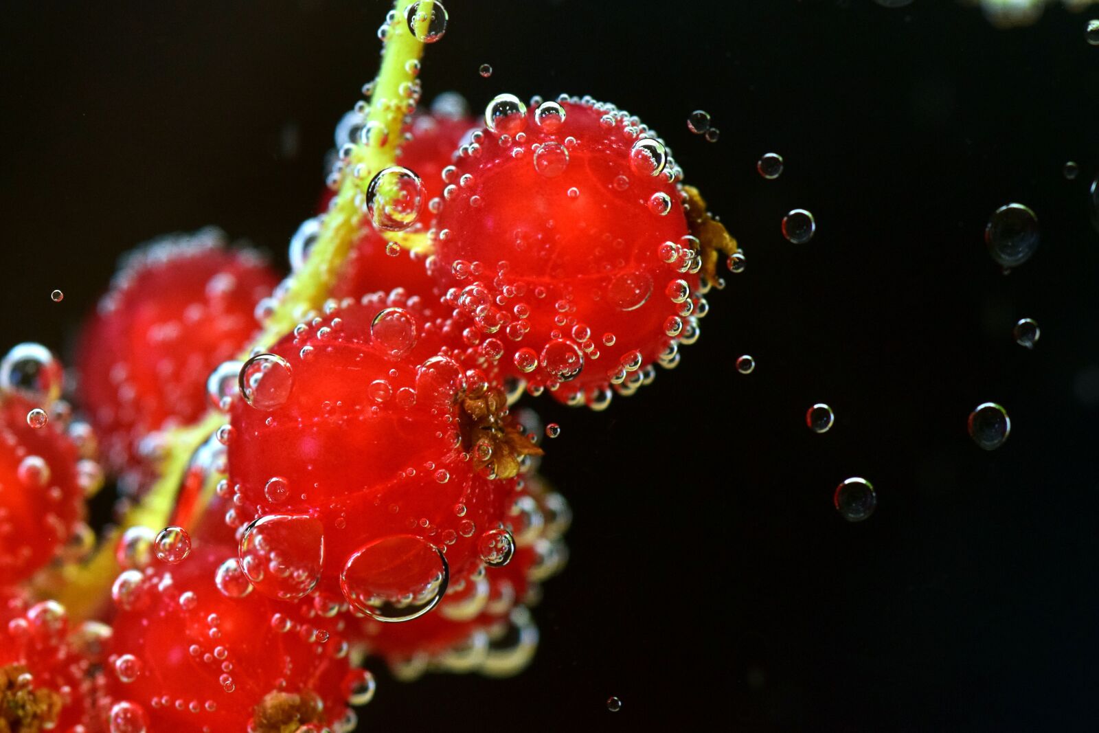 Nikon D3300 sample photo. Currants, red, red currant photography