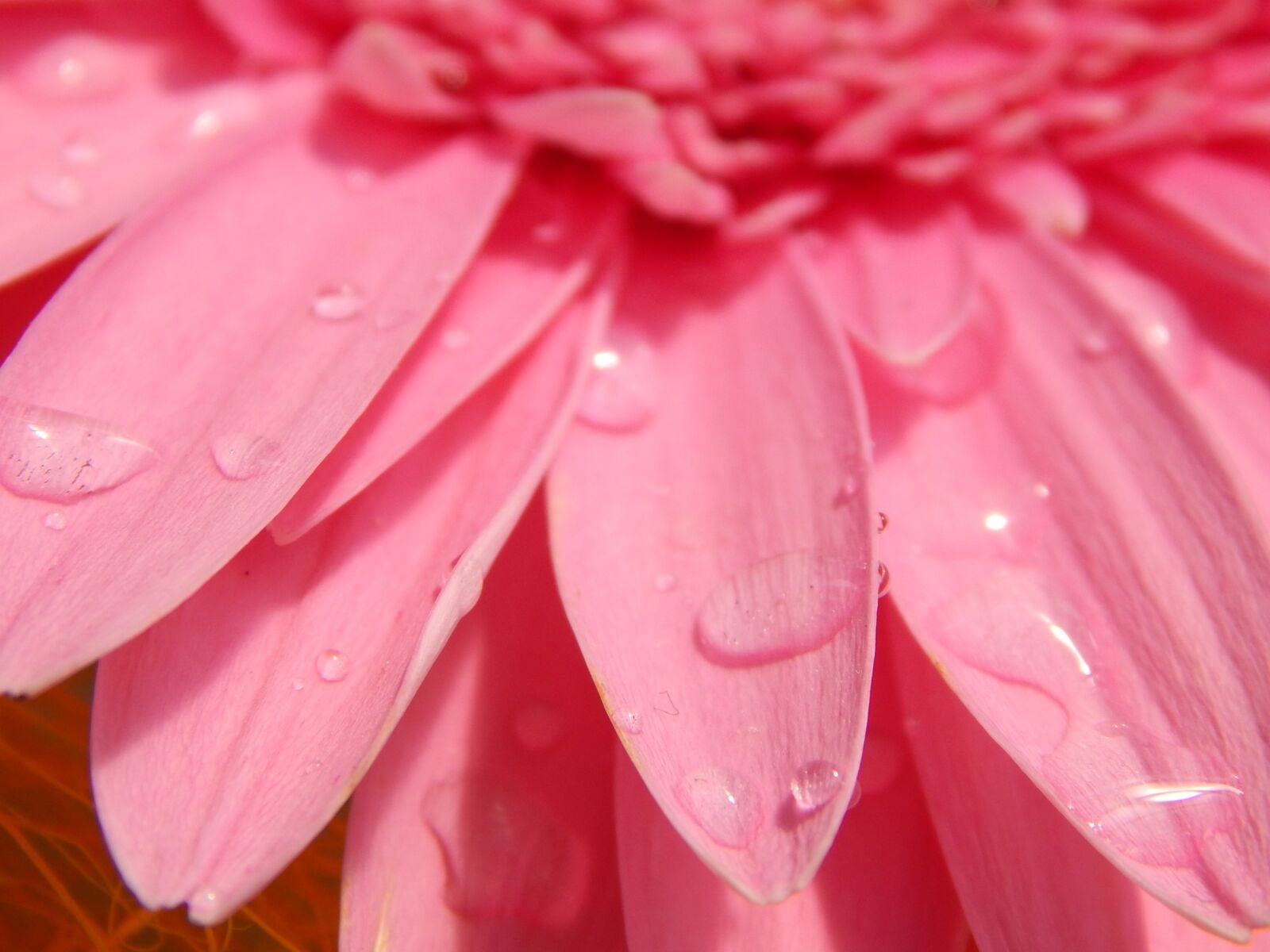 Nikon Coolpix L830 sample photo. Gerbera, pink, flower photography