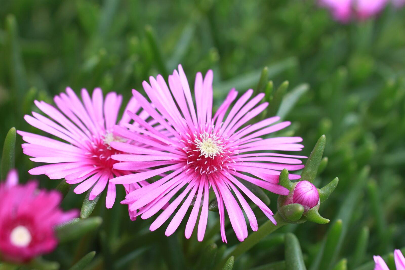 Canon EOS 500D (EOS Rebel T1i / EOS Kiss X3) sample photo. Wildflowers, neck, pink photography