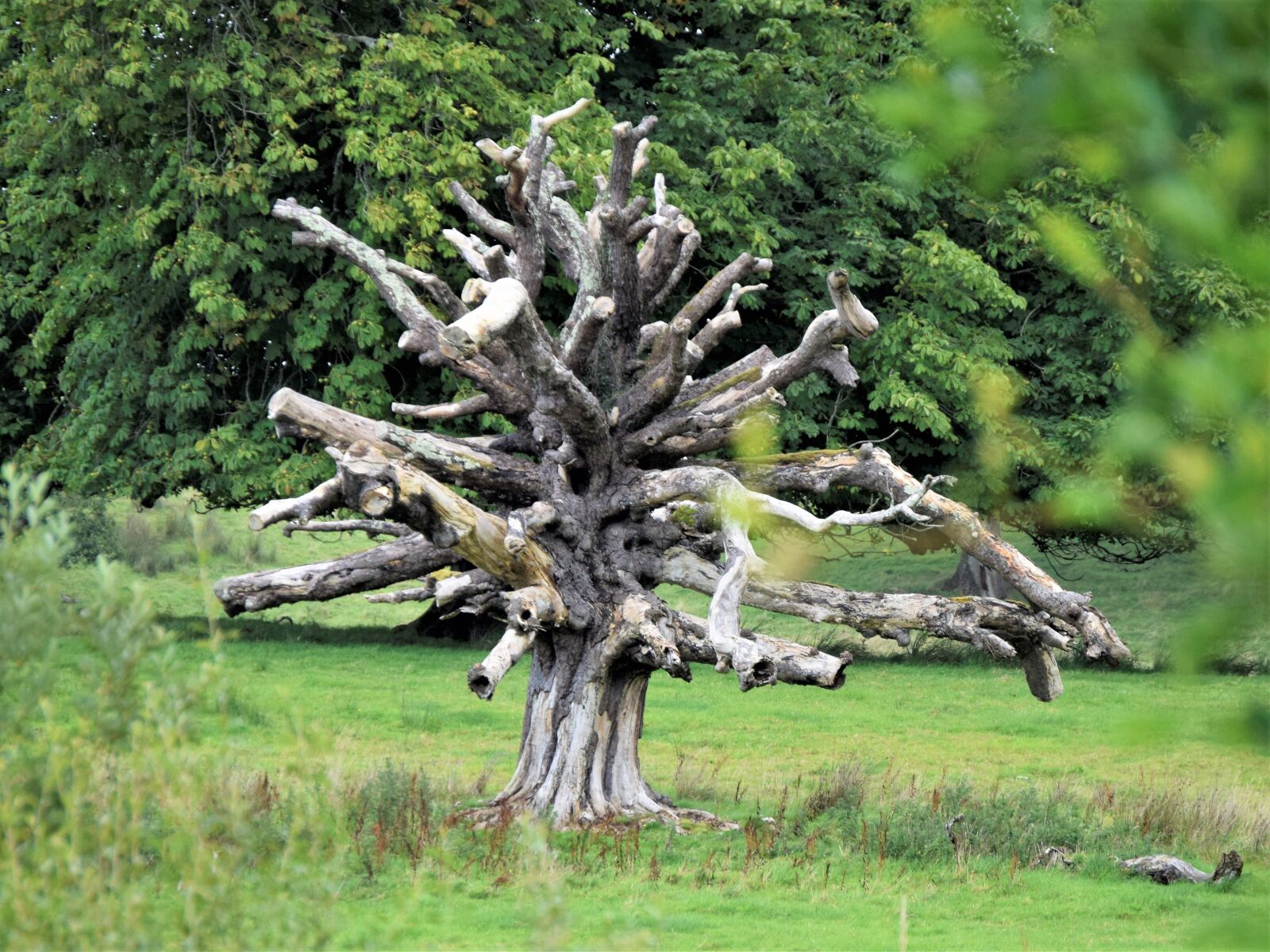 Nikon D3300 sample photo. Tree, dead tree, nature photography