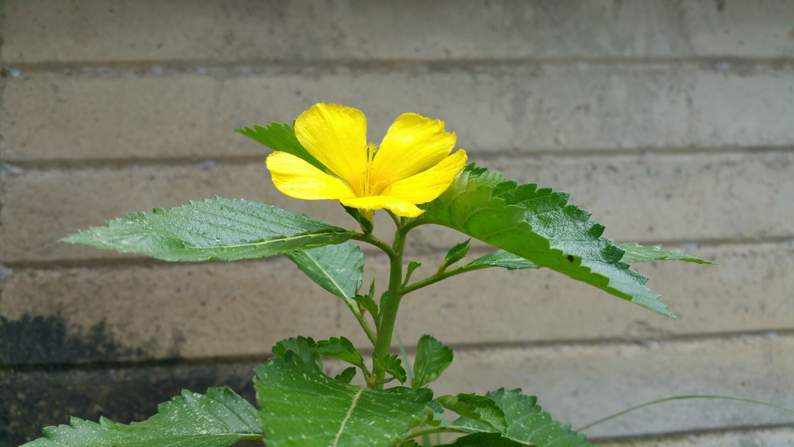 Samsung Galaxy Note4 sample photo. Yellow, flower, wall photography