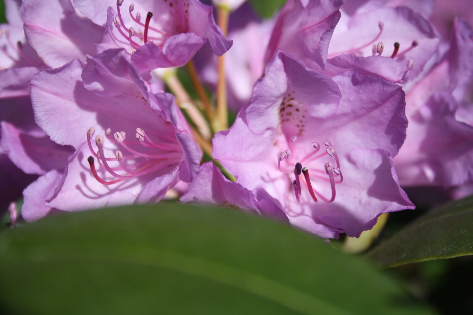 Canon EOS 1000D (EOS Digital Rebel XS / EOS Kiss F) sample photo. Flower, hidden, pistil photography