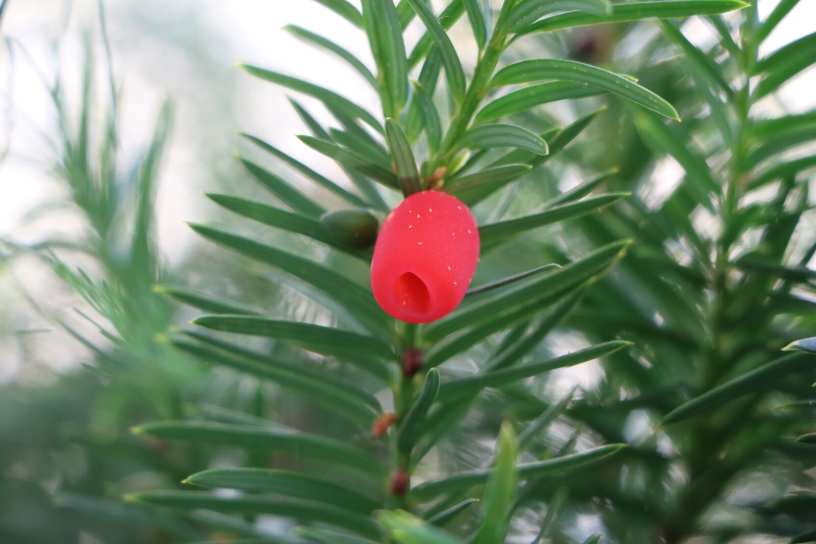 Canon EOS 760D (EOS Rebel T6s / EOS 8000D) sample photo. Yew, fruit, plant photography