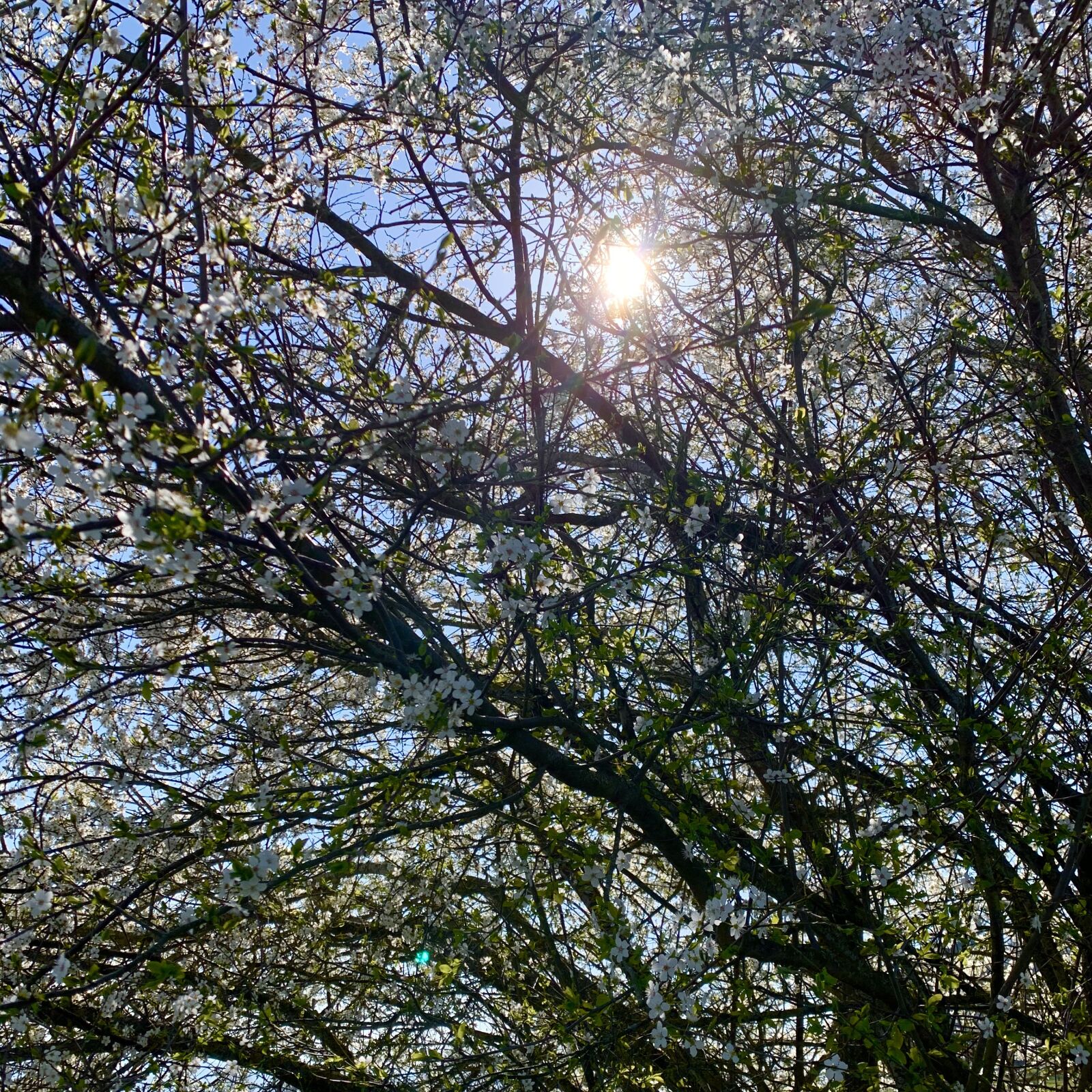 Apple iPhone XR sample photo. Sun, spring, tree photography