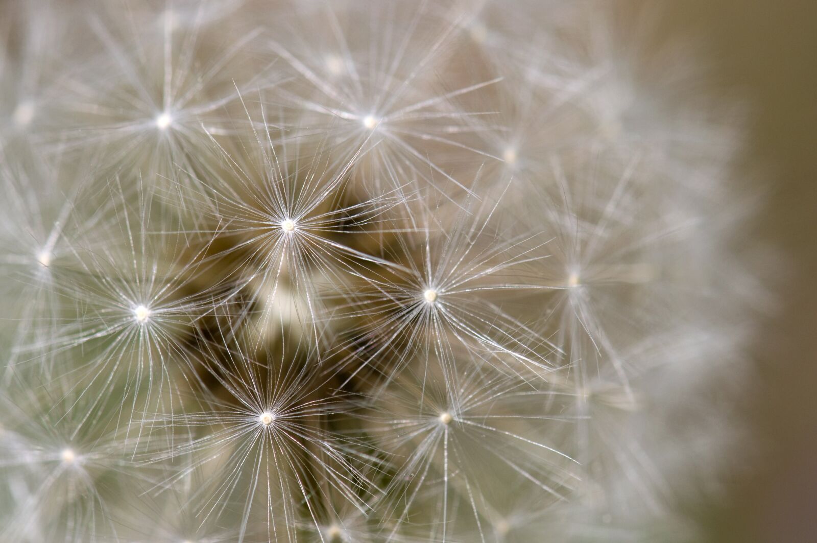 Nikon D90 sample photo. Dandelion, plants, close-up photography