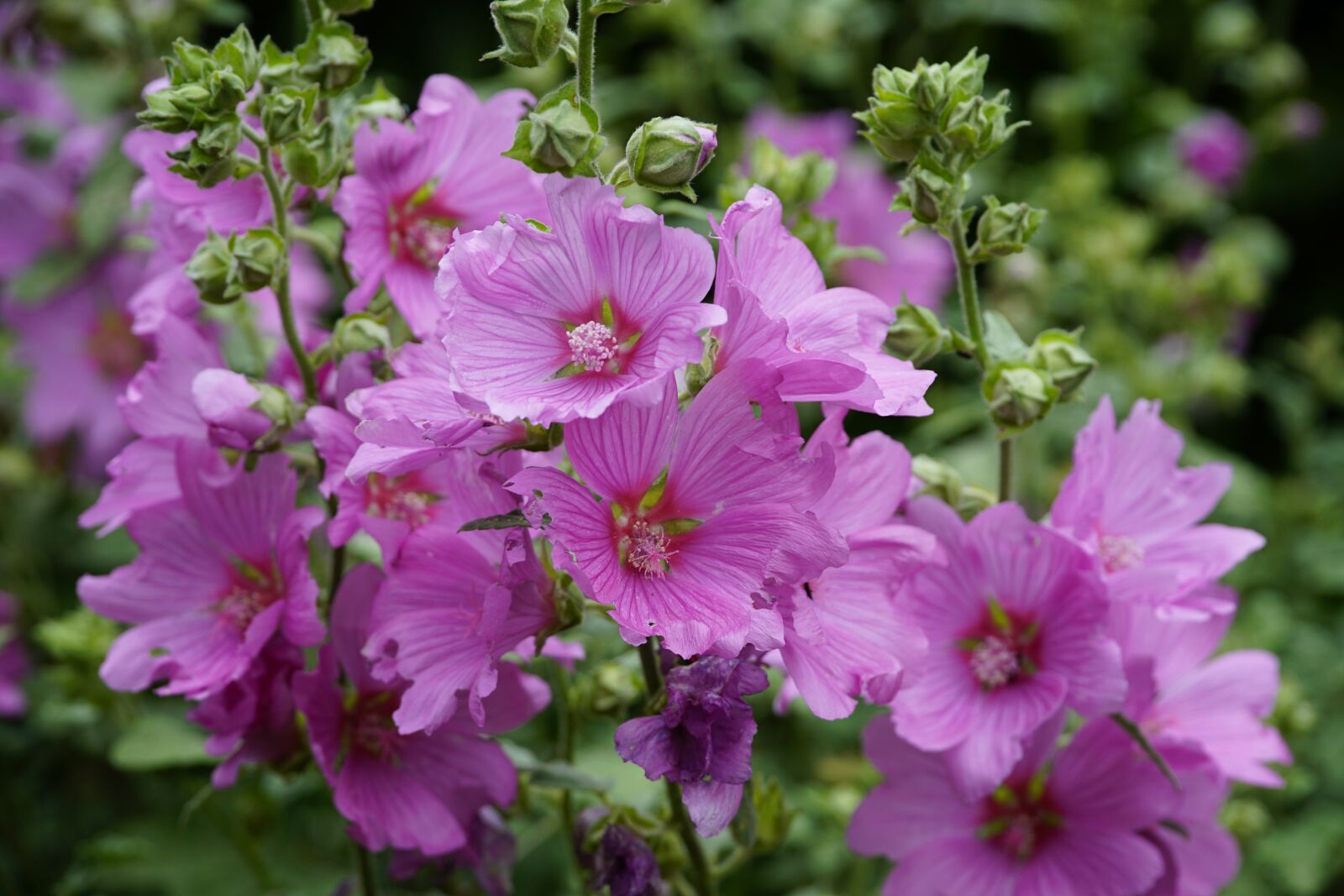 Sony a7R II + Sony E PZ 18-105mm F4 G OSS sample photo. Malva, mallow, pink photography