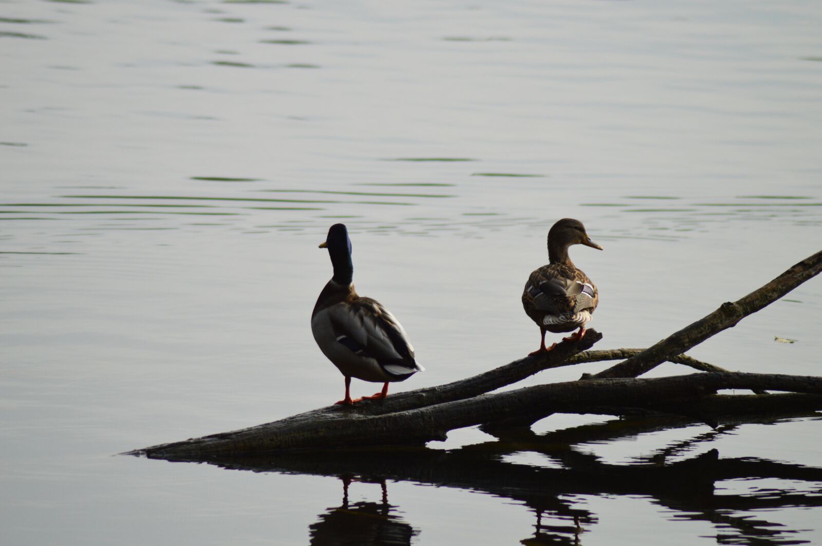 Nikon D3200 sample photo. Duck, water, pond photography