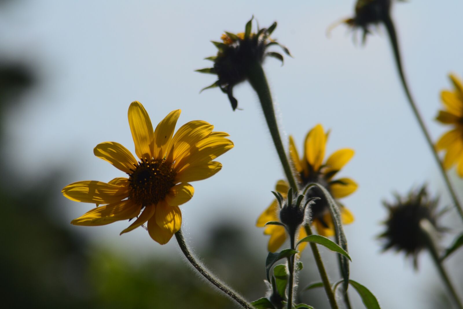 Nikon D3100 sample photo. Flower, yellow, beauty photography