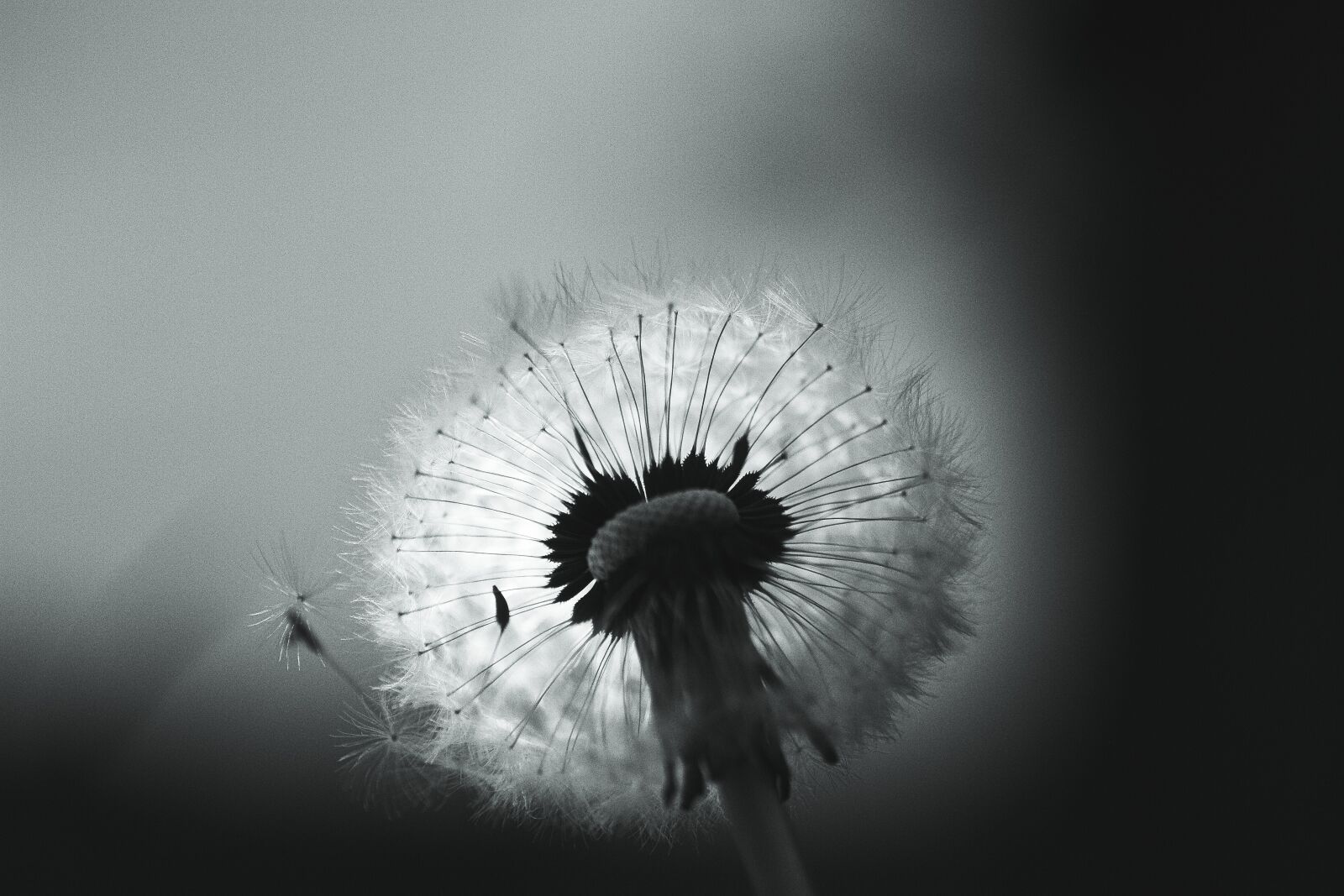Canon EF 50mm F2.5 Macro sample photo. Dandelion, black white, flower photography
