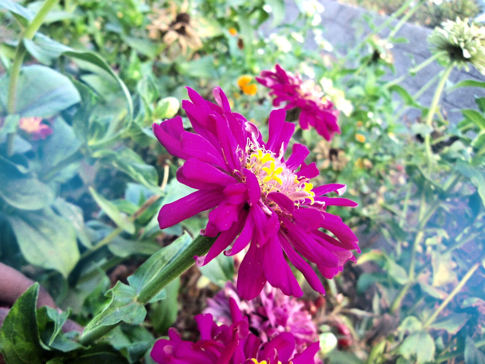 Kodak EASYSHARE CAMERA, M552 sample photo. Flower photography