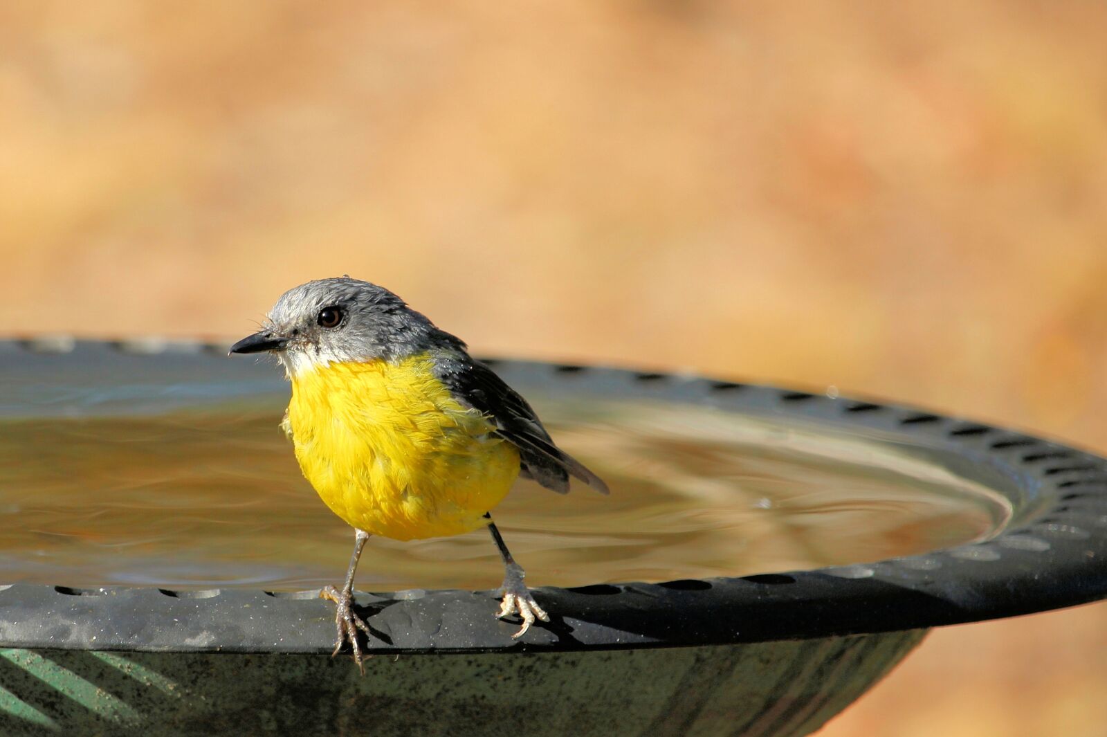 Canon EOS 100D (EOS Rebel SL1 / EOS Kiss X7) sample photo. Eastern yellow robin, eopsaltria photography