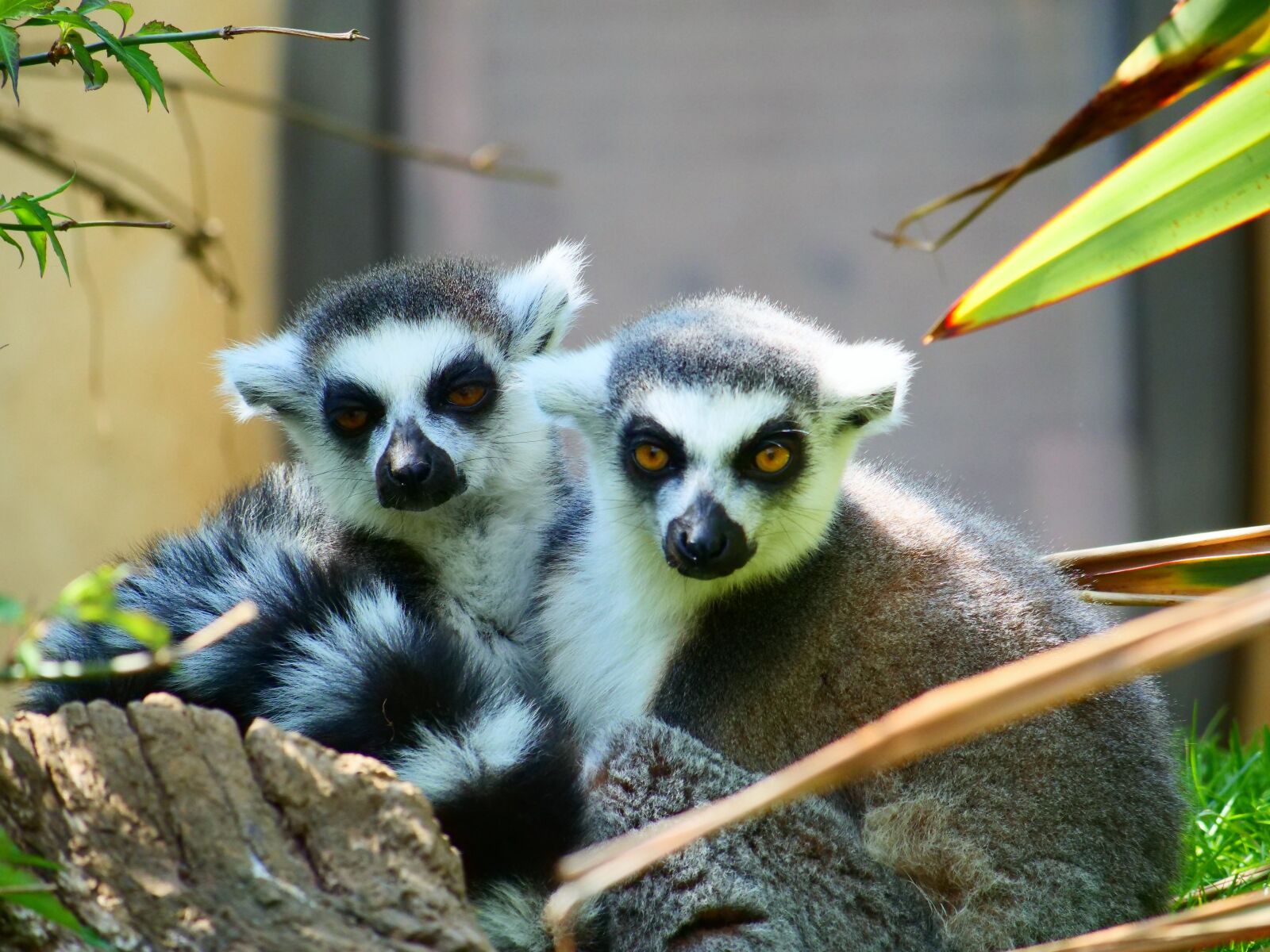 Panasonic Lumix DC-G9 sample photo. Lemur, ring tailed lemur photography