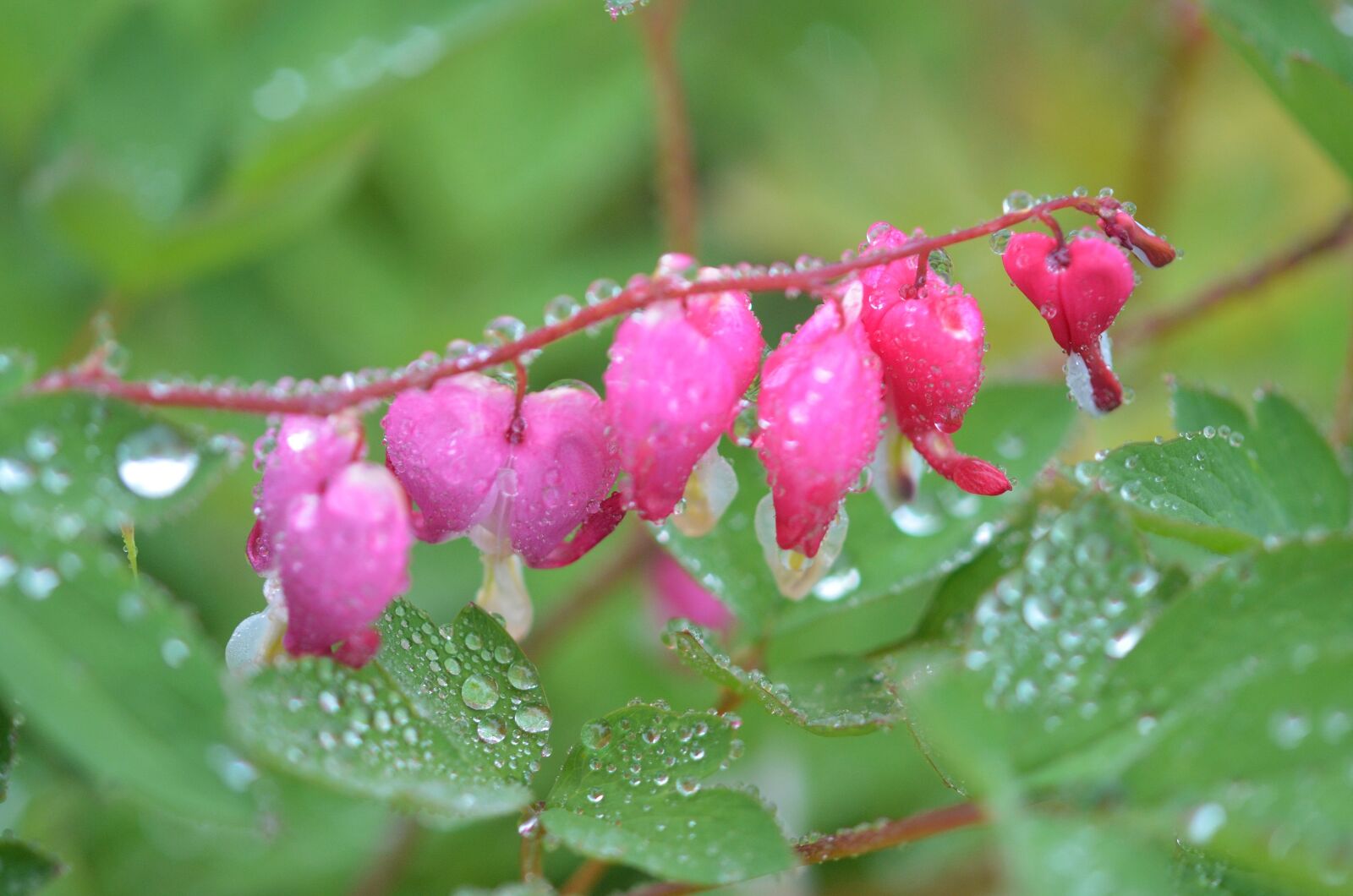 Nikon D7000 sample photo. Flower, natur, floral photography
