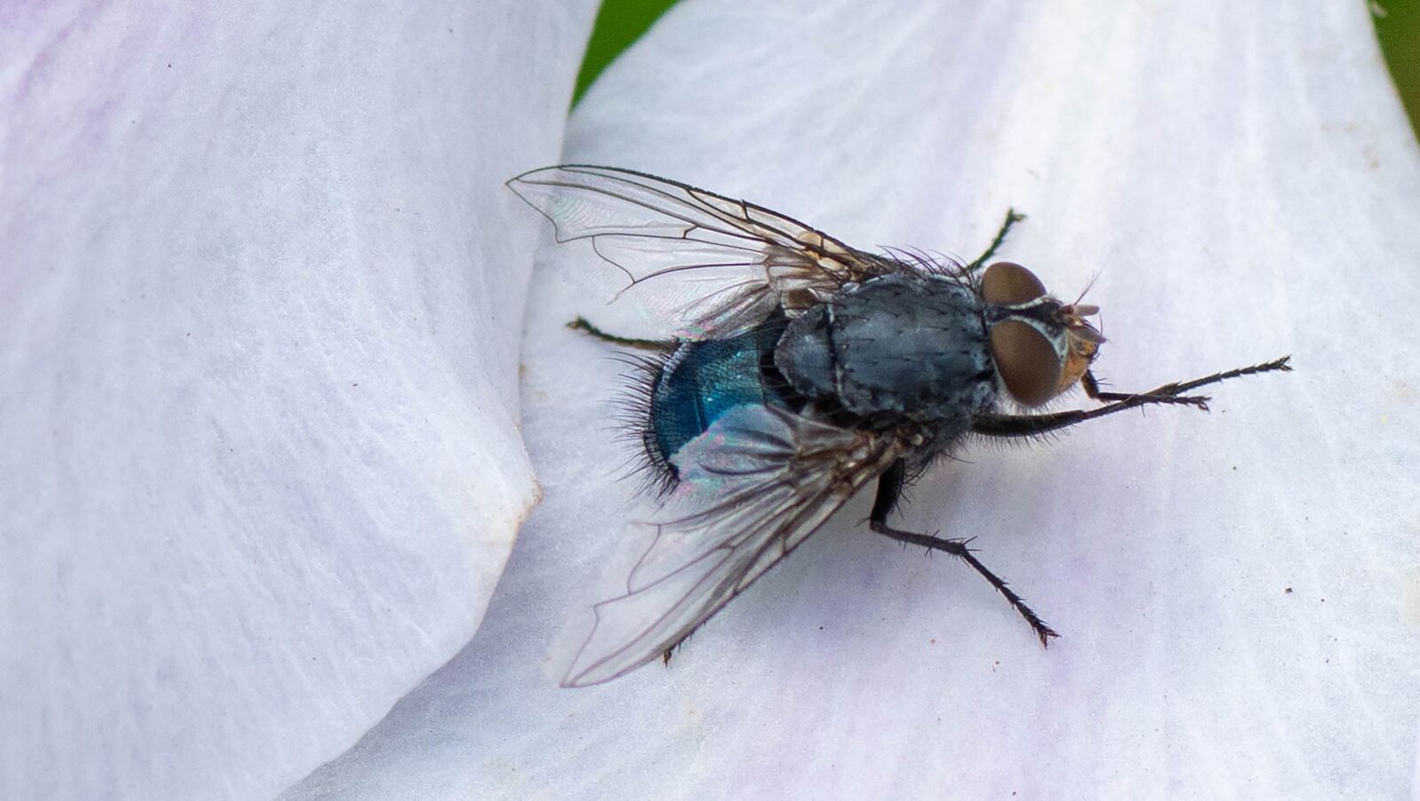 Tamron SP 90mm F2.8 Di VC USD 1:1 Macro sample photo. Fly, wings, macro photography