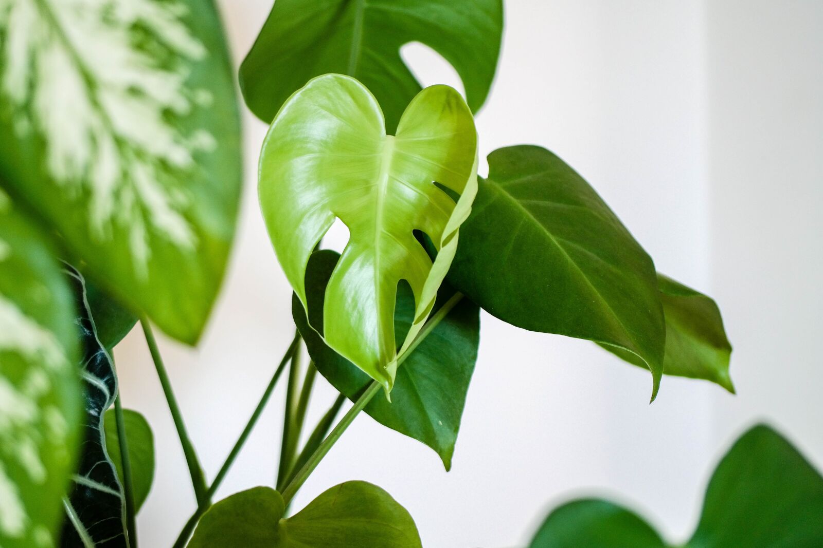 Samsung NX300 sample photo. Plant, houseplant, green leaves photography