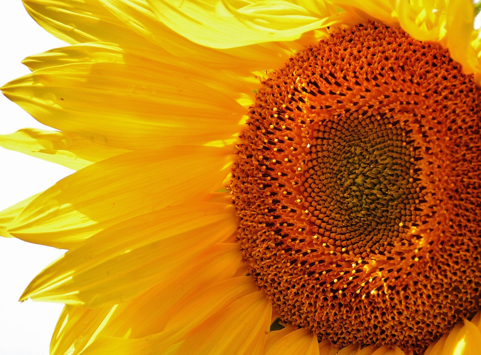 Nikon D3200 sample photo. Sunflower, summer, garden photography