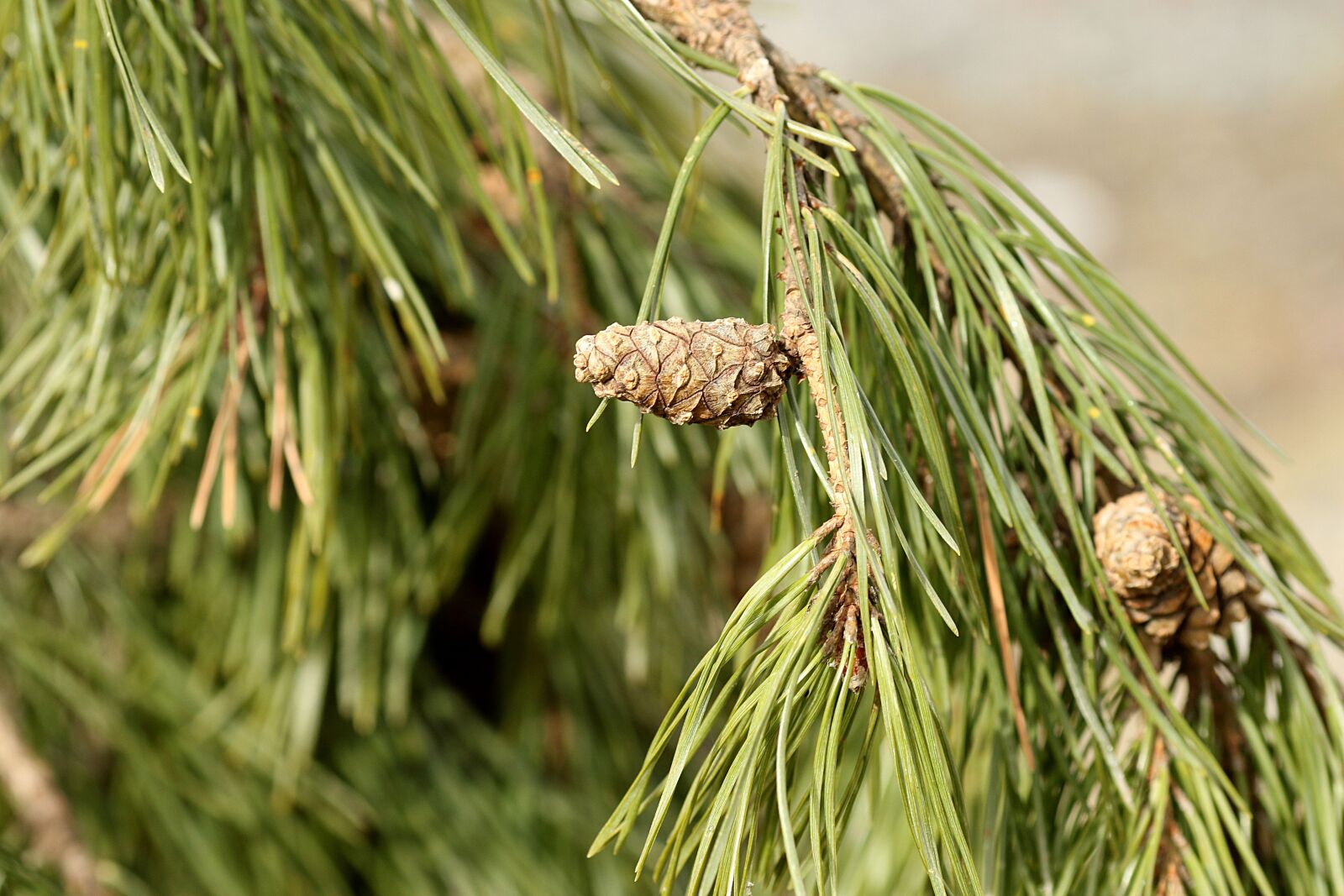 Canon EOS 7D Mark II + Canon EF 135mm F2L USM sample photo. Tree, needle, pine photography