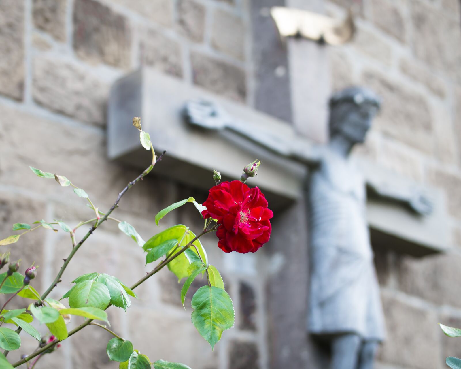 Samsung NX300M sample photo. Rose, cross, jesus photography