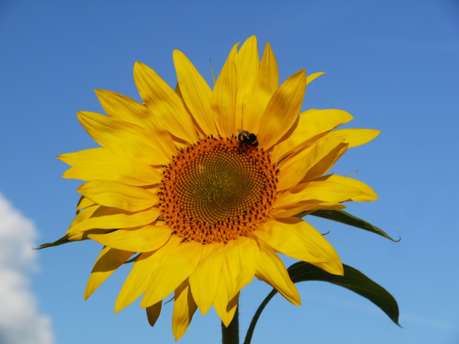 Panasonic Lumix DMC-G1 sample photo. Sunflower, blossom, bloom photography